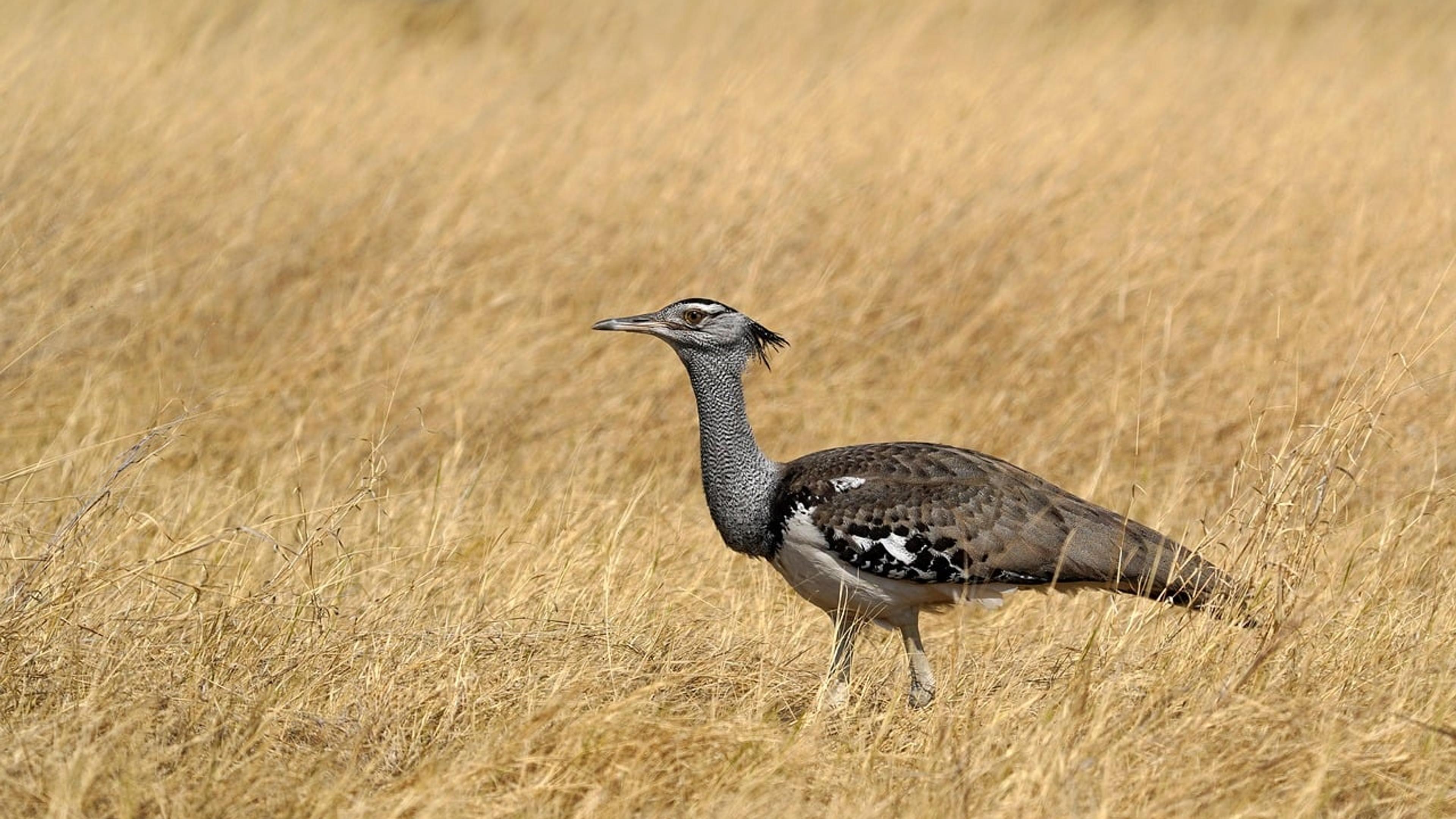 Kori bustard, a large relative of the Great Indian Bustard, walking through tall grass