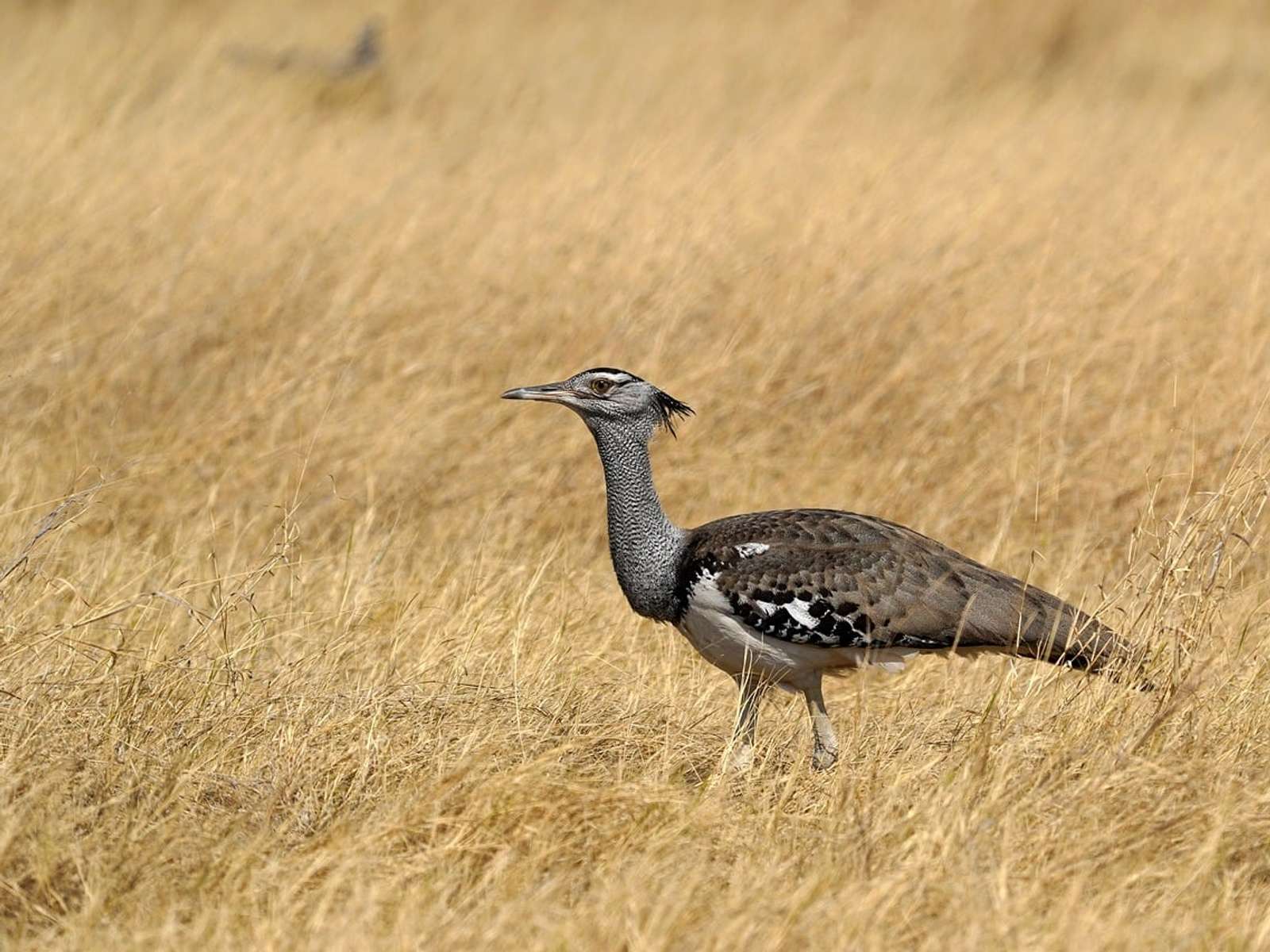 Kori bustard, a large relative of the Great Indian Bustard, walking through tall grass