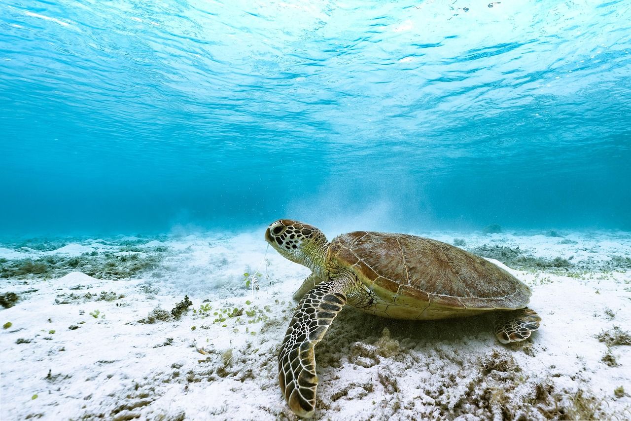 A green sea turtle swimming over a reef
