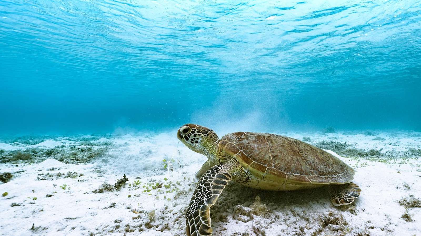 A green sea turtle swimming over a reef