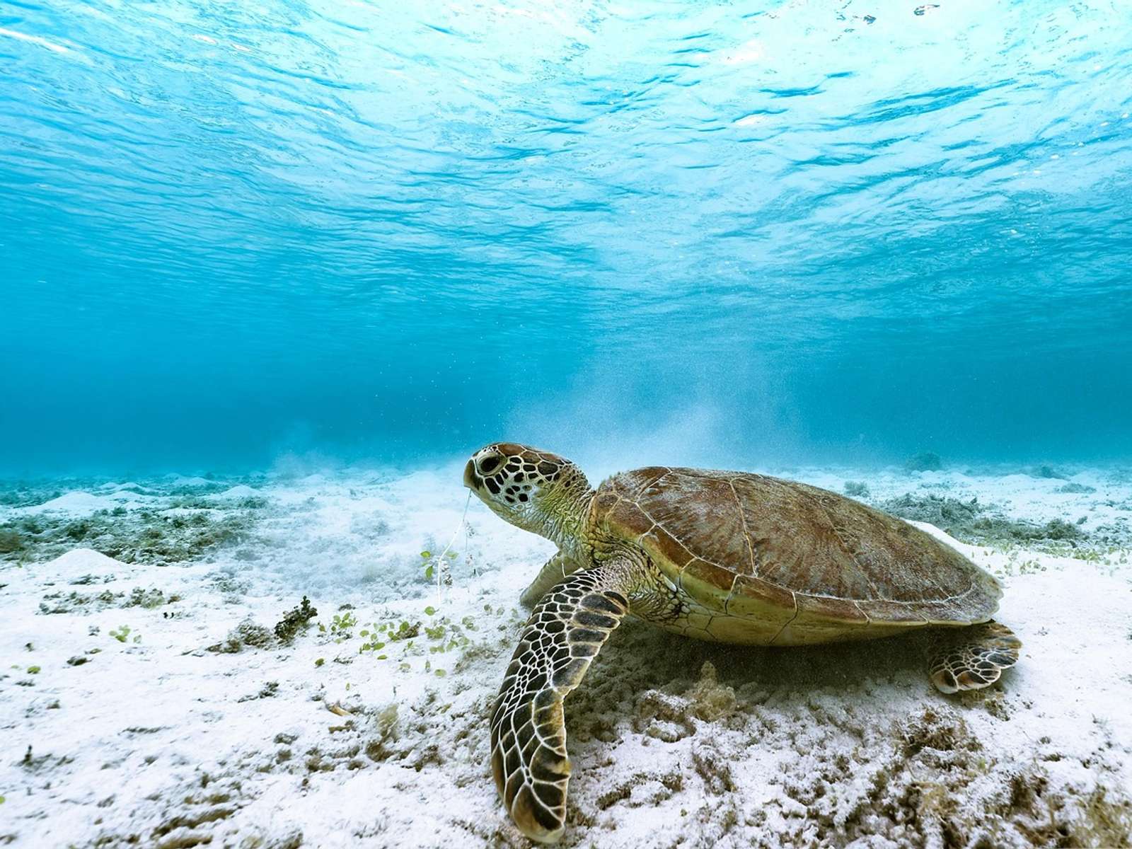 A green sea turtle swimming over a reef