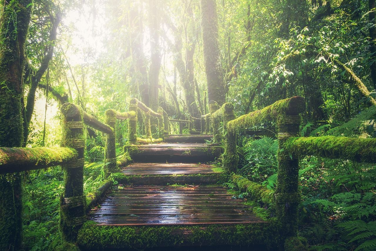 A path through a tropical rainforest