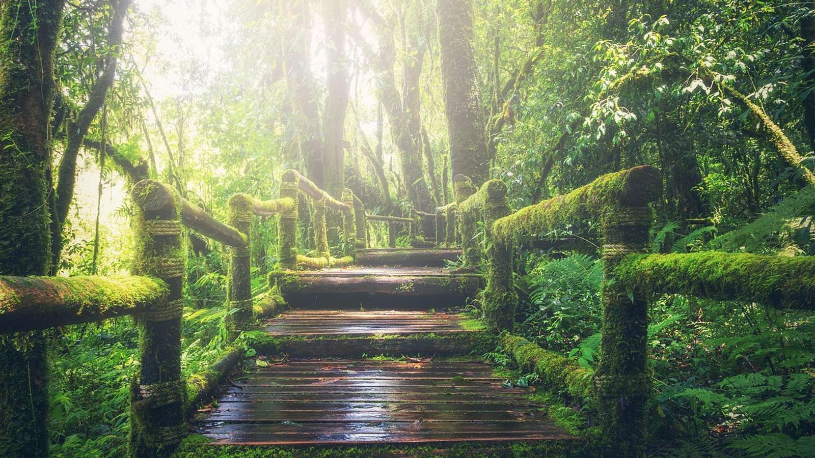 A path through a tropical rainforest