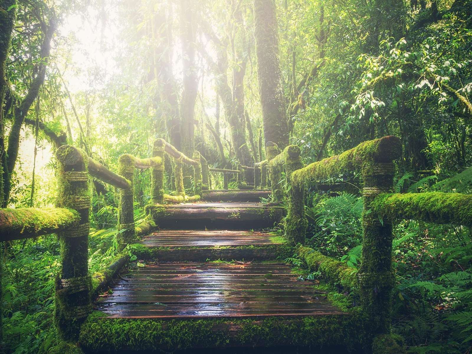 A path through a tropical rainforest