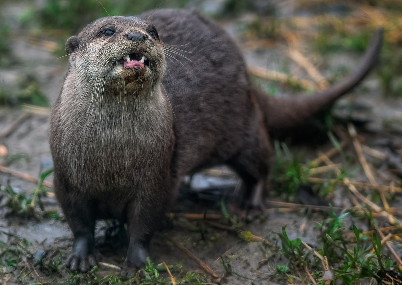 An Asian small-clawed otter standing on a log and looking to the side