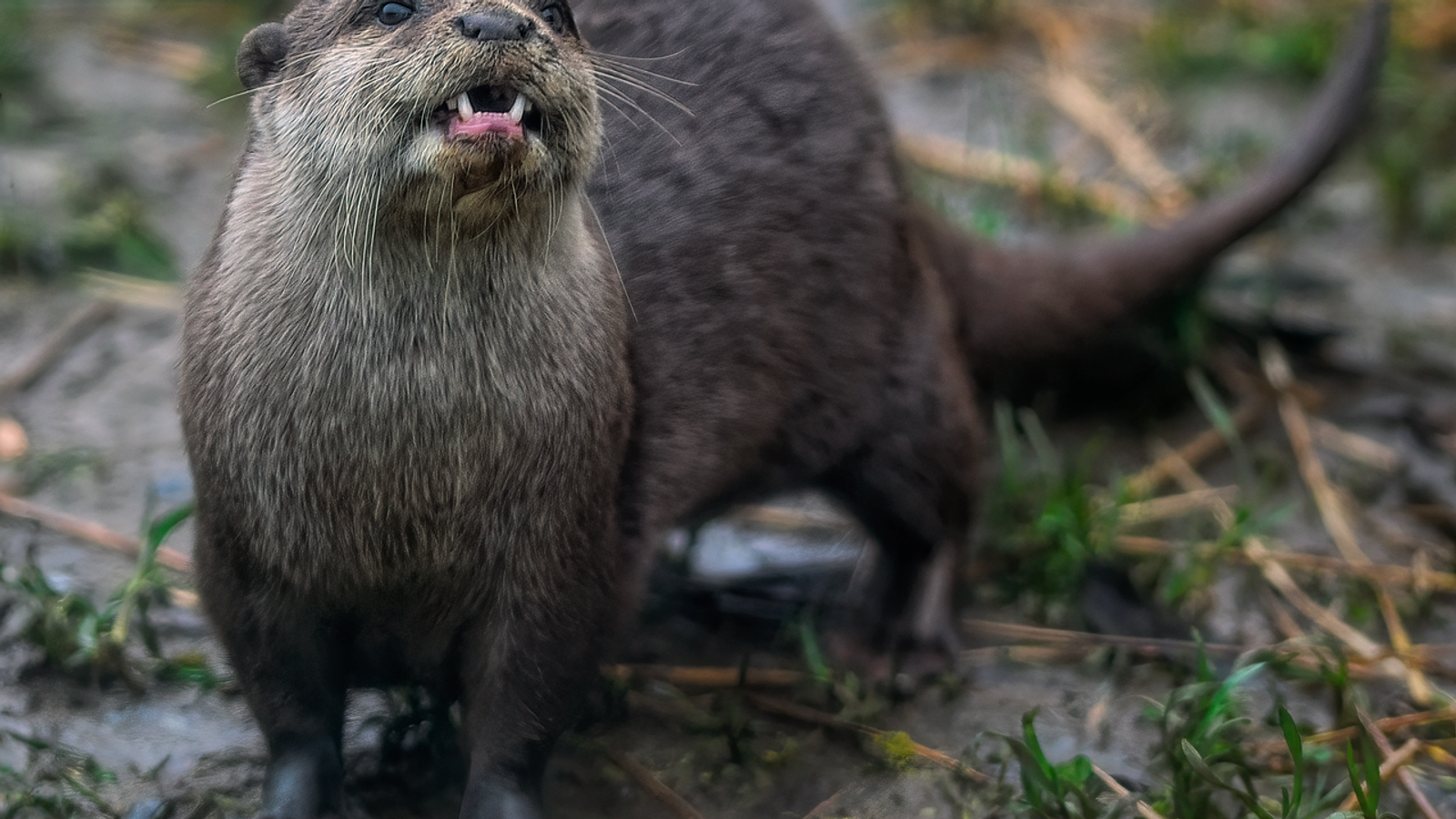 An Asian small-clawed otter standing on a log and looking to the side