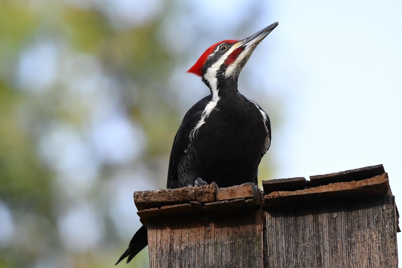 A pileated woodpecker with a red crest perched on a wooden fence
