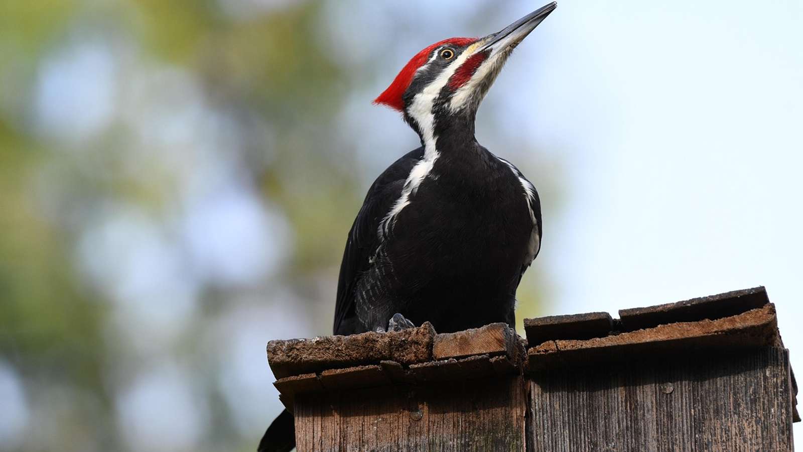 A pileated woodpecker with a red crest perched on a wooden fence