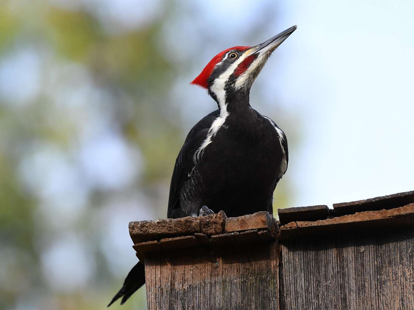 A pileated woodpecker with a red crest perched on a wooden fence