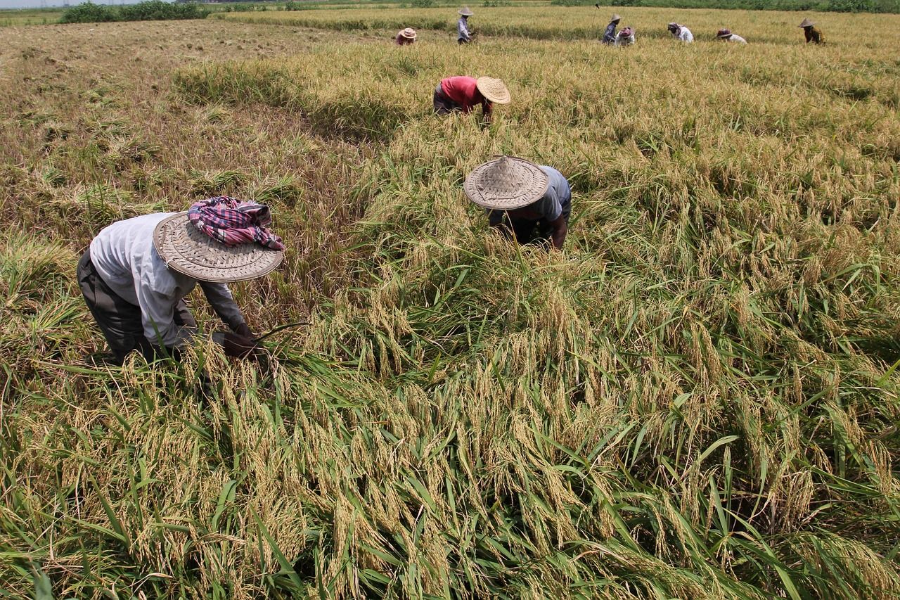 Farmers in hats harvesting a golden rice field in Bangladesh