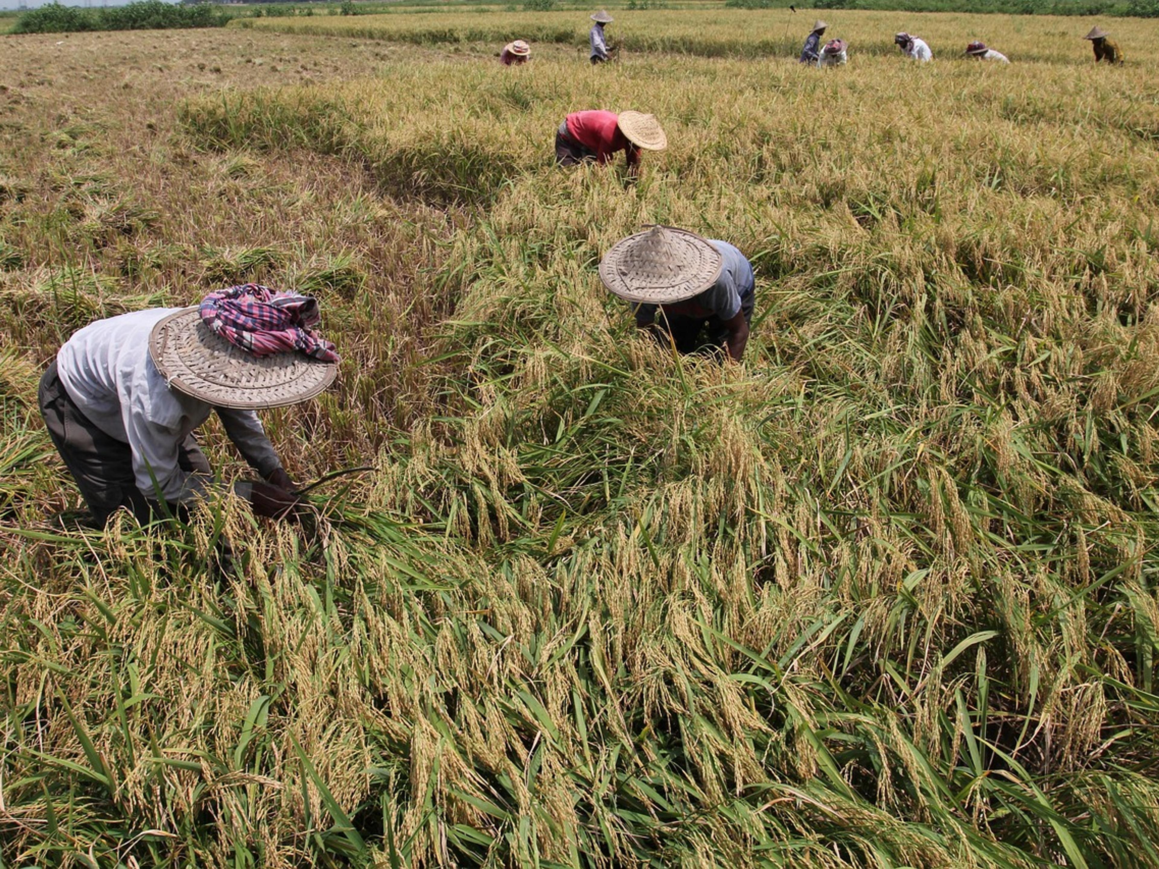 Farmers in hats harvesting a golden rice field in Bangladesh