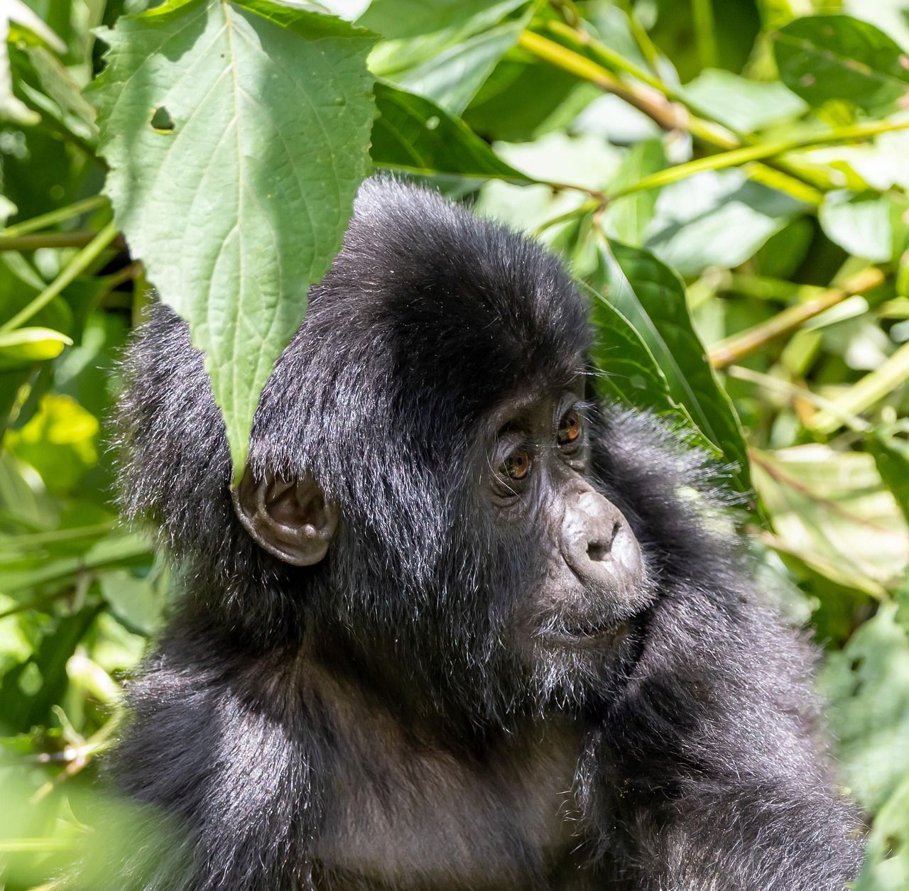 Young gorilla sitting in forest vegetation