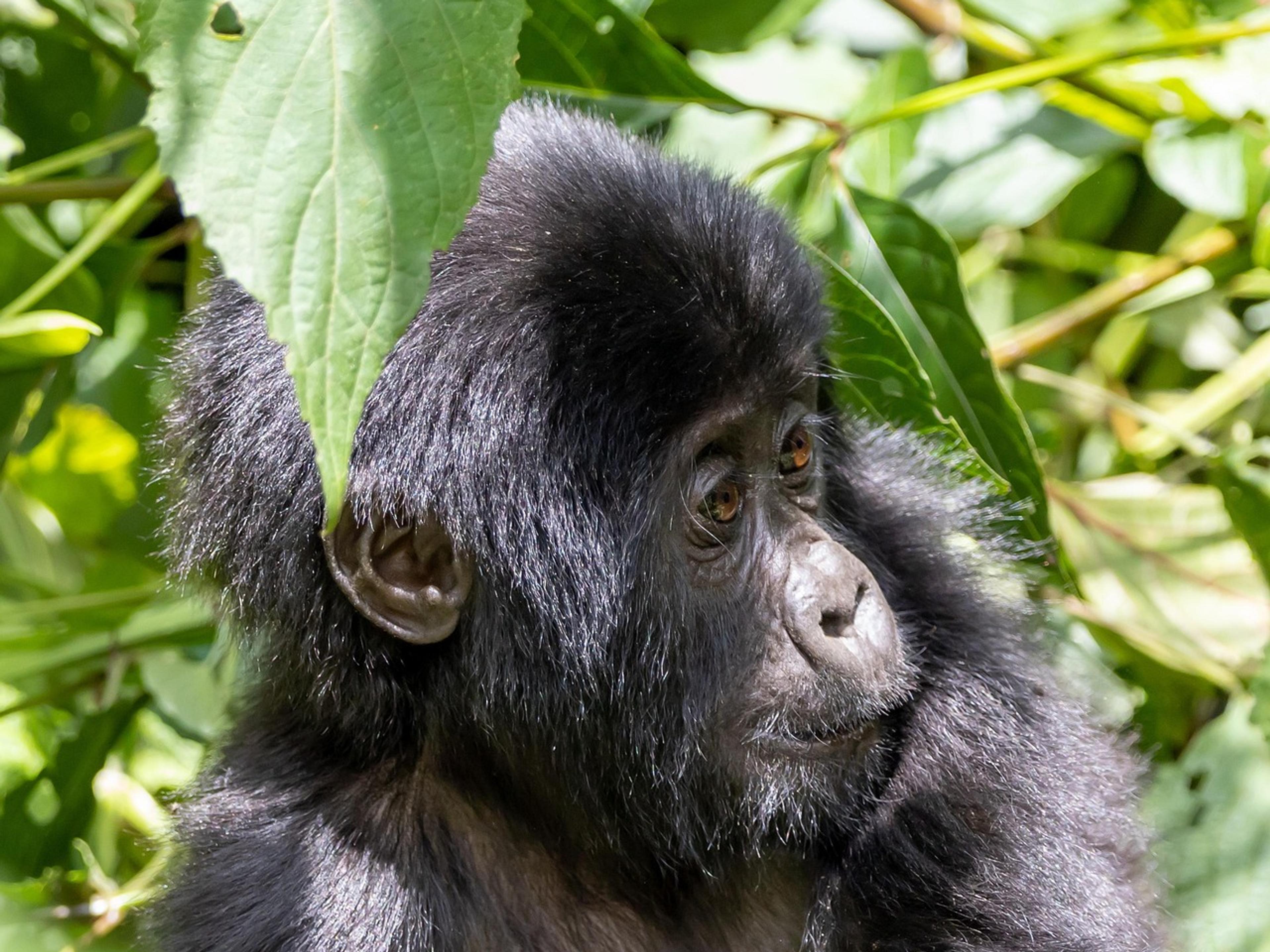 Young gorilla sitting in forest vegetation