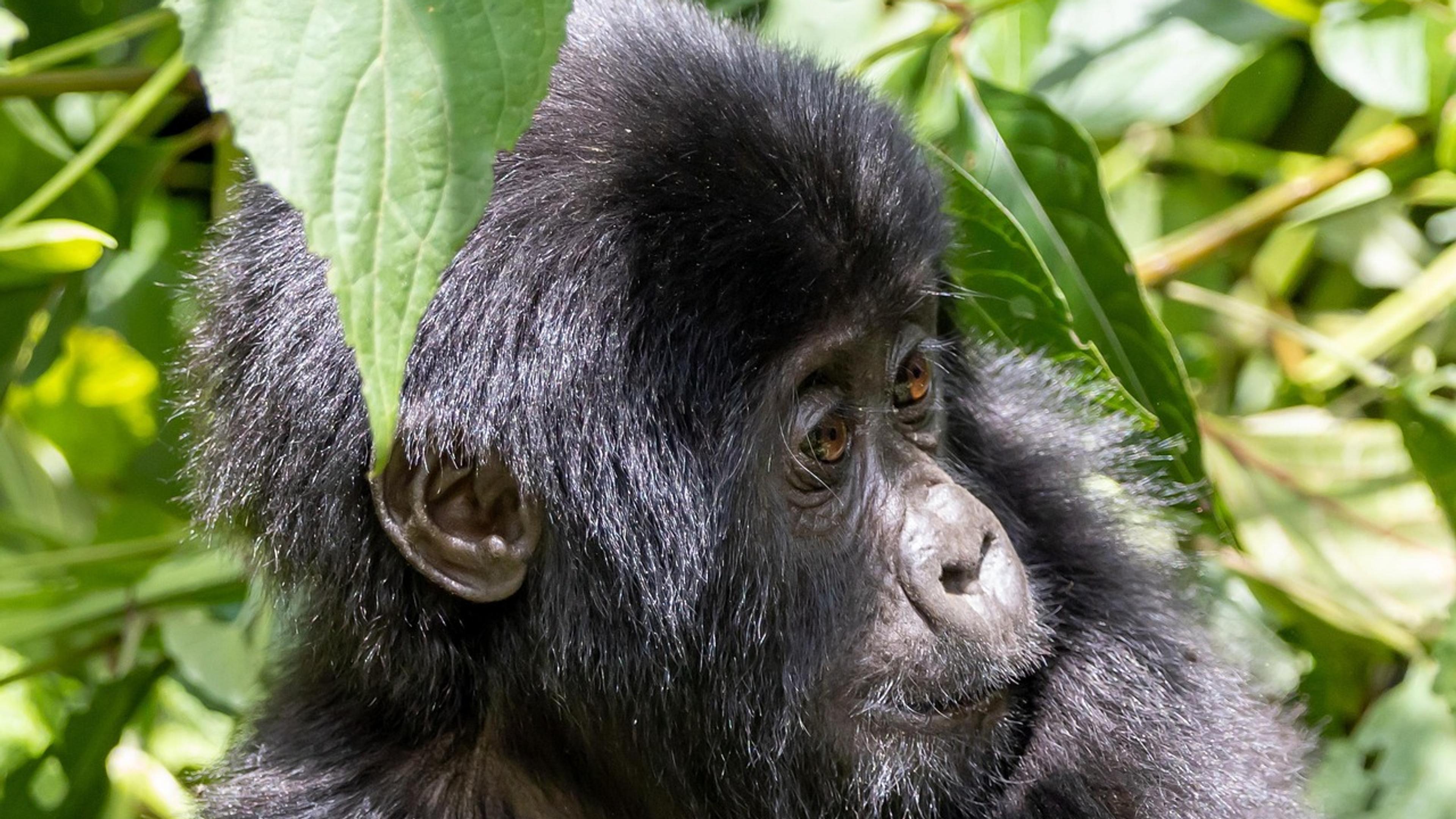 Young gorilla sitting in forest vegetation