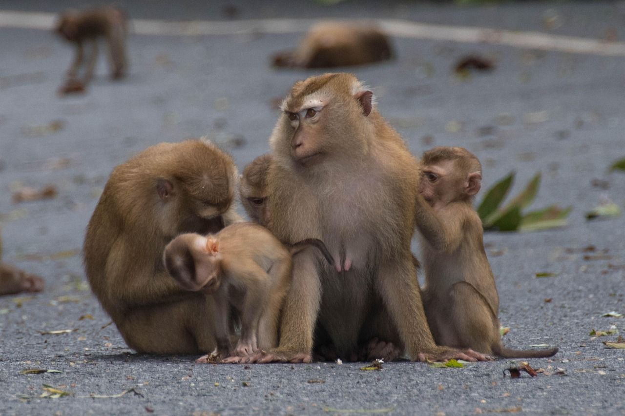 A group of pig-tailed macaques, one holding an infant, sitting on a paved road
