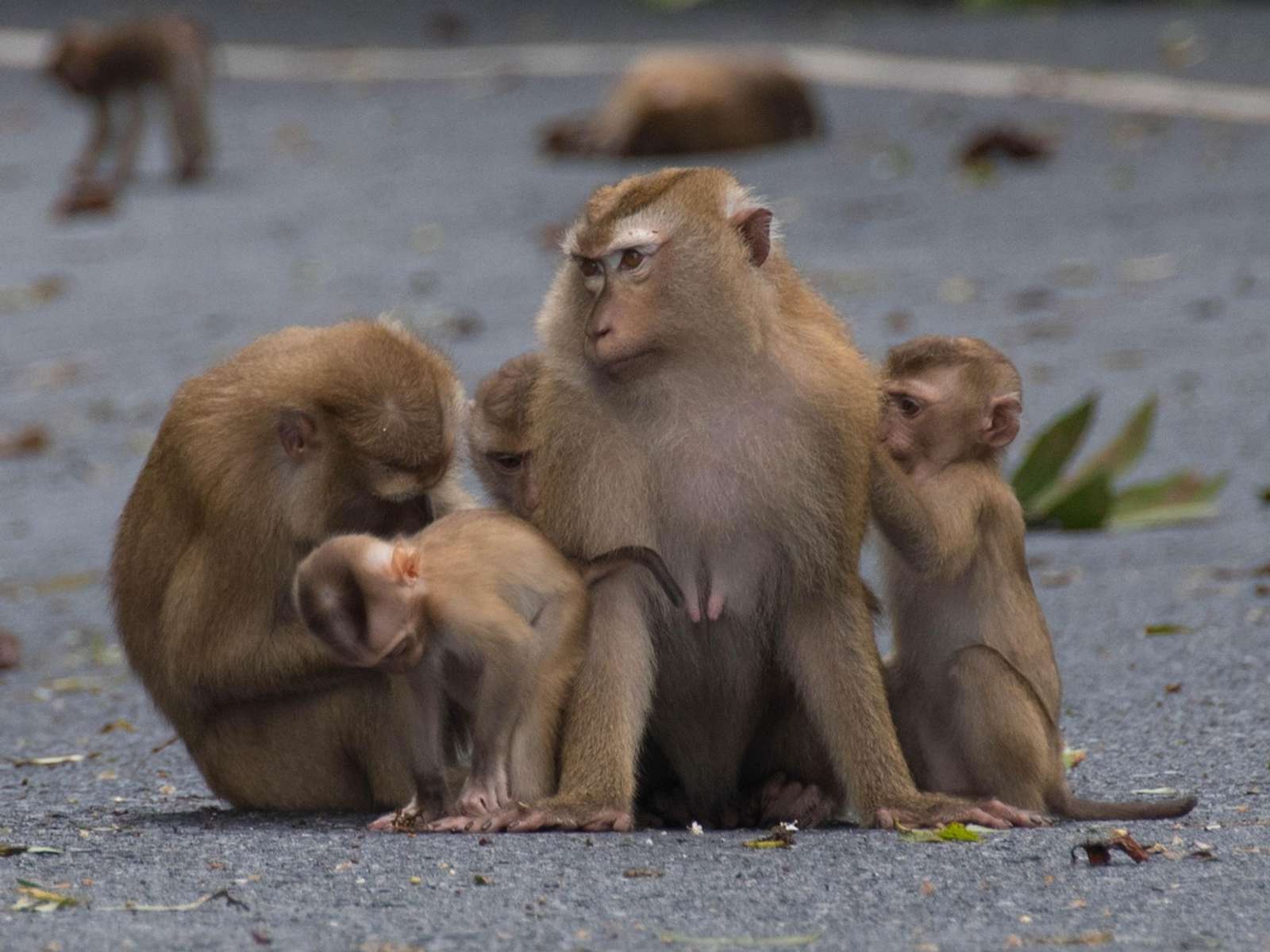 A group of pig-tailed macaques, one holding an infant, sitting on a paved road