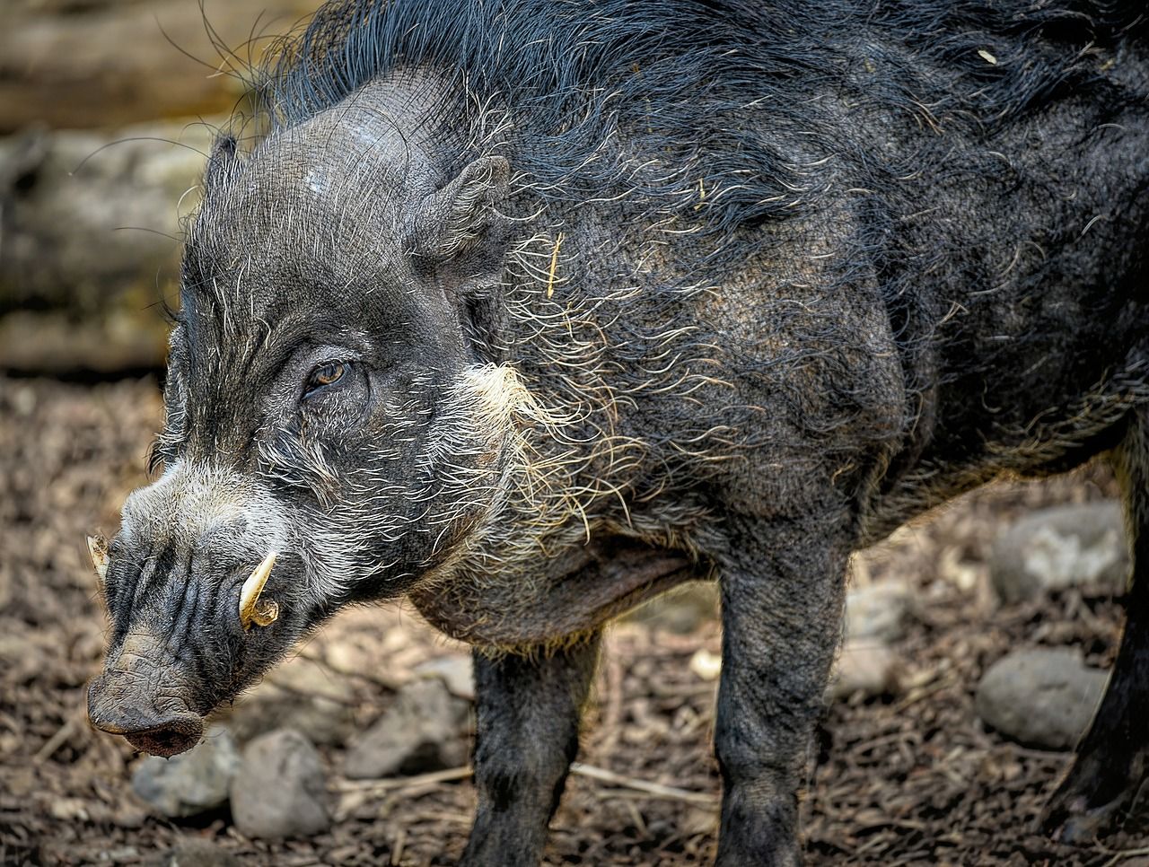 A Visayan warty pig