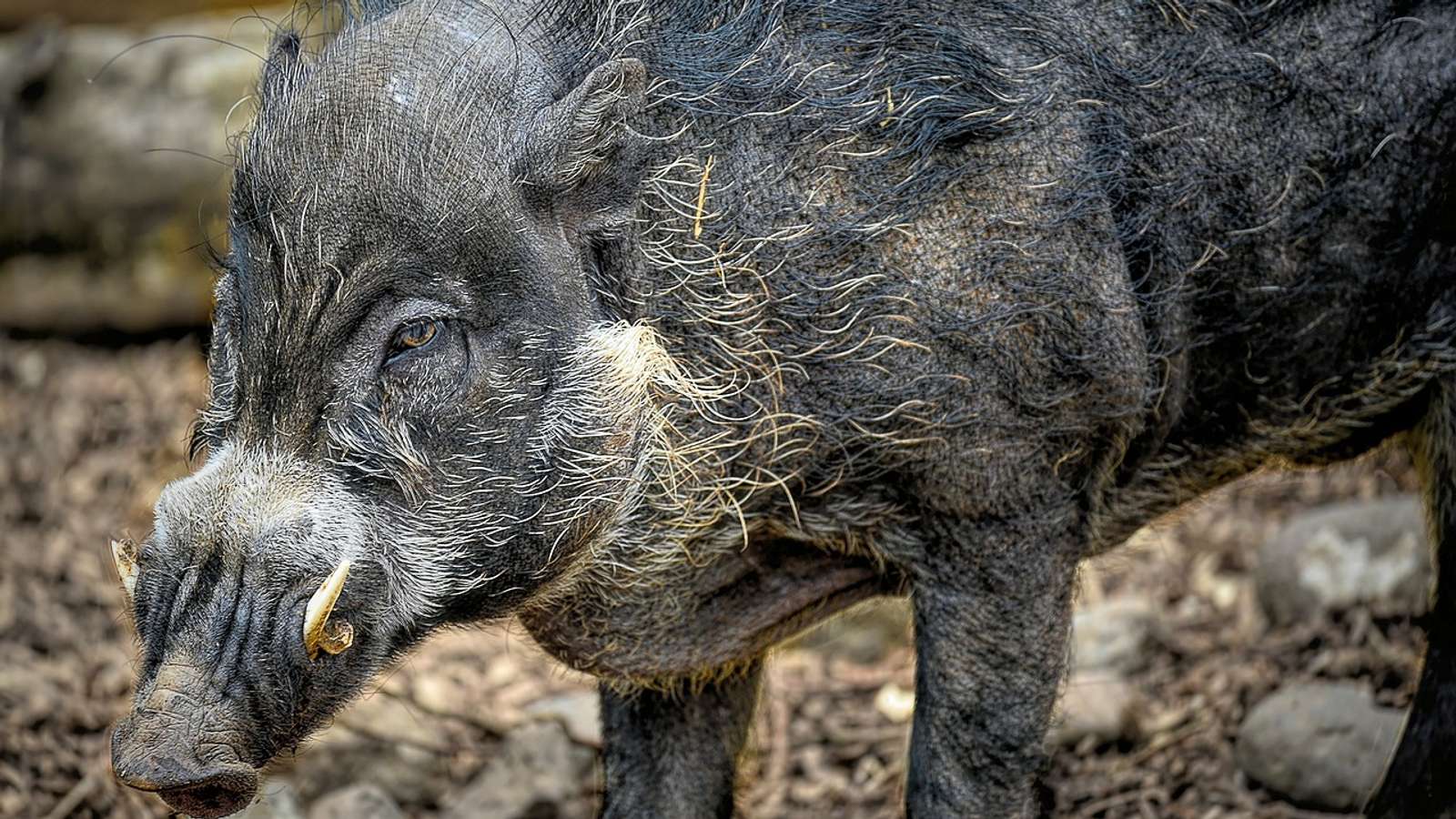 A Visayan warty pig