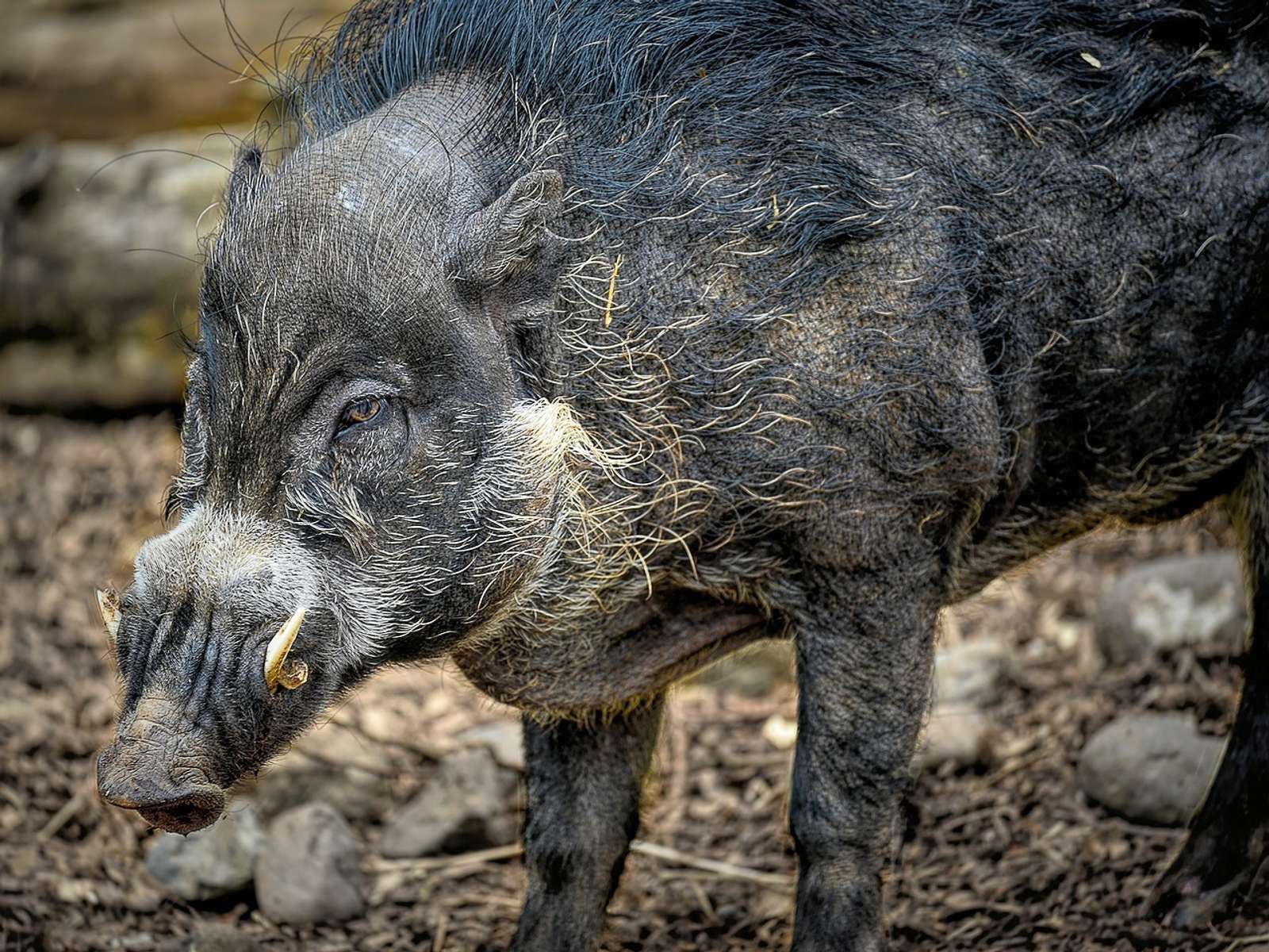 A Visayan warty pig
