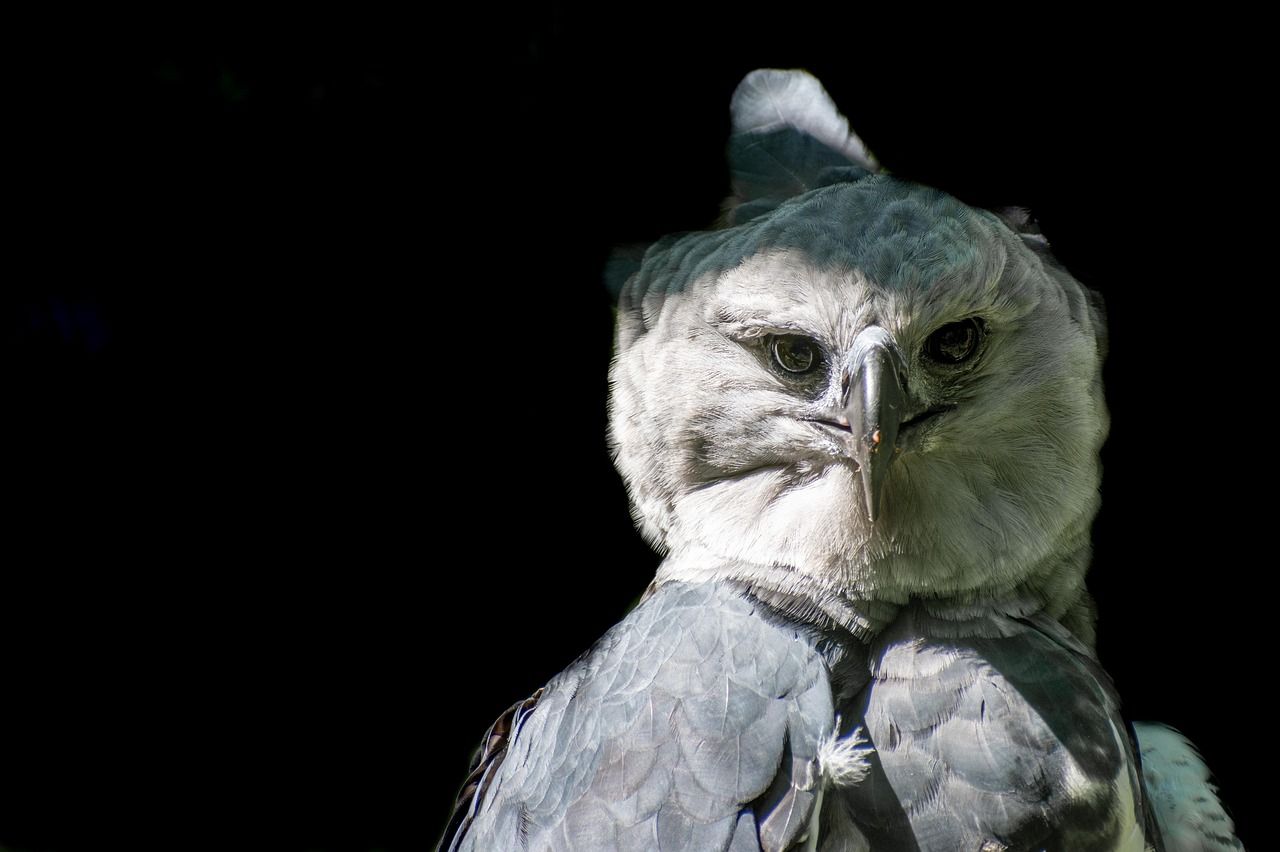 Close-up of a large crested forest eagle with grey and white feathers against a dark background