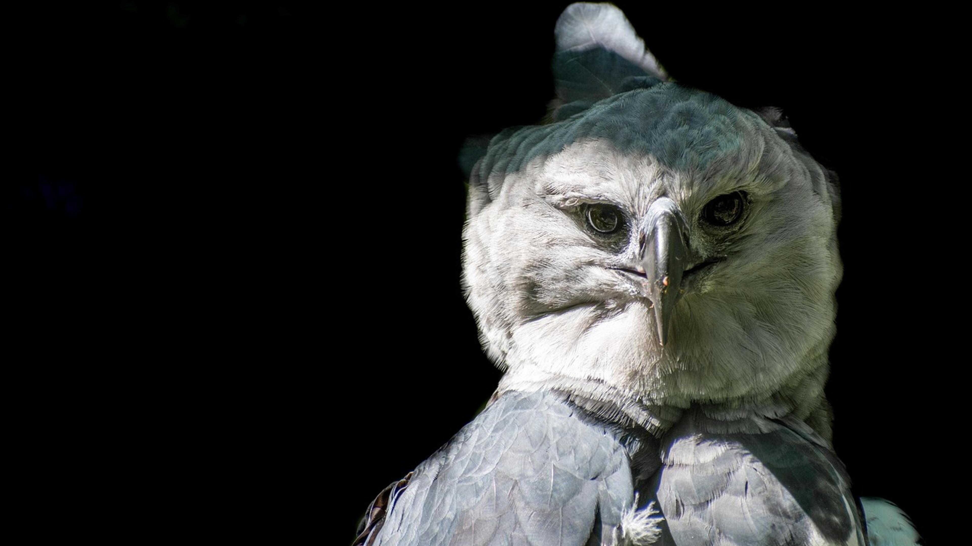 Close-up of a large crested forest eagle with grey and white feathers against a dark background