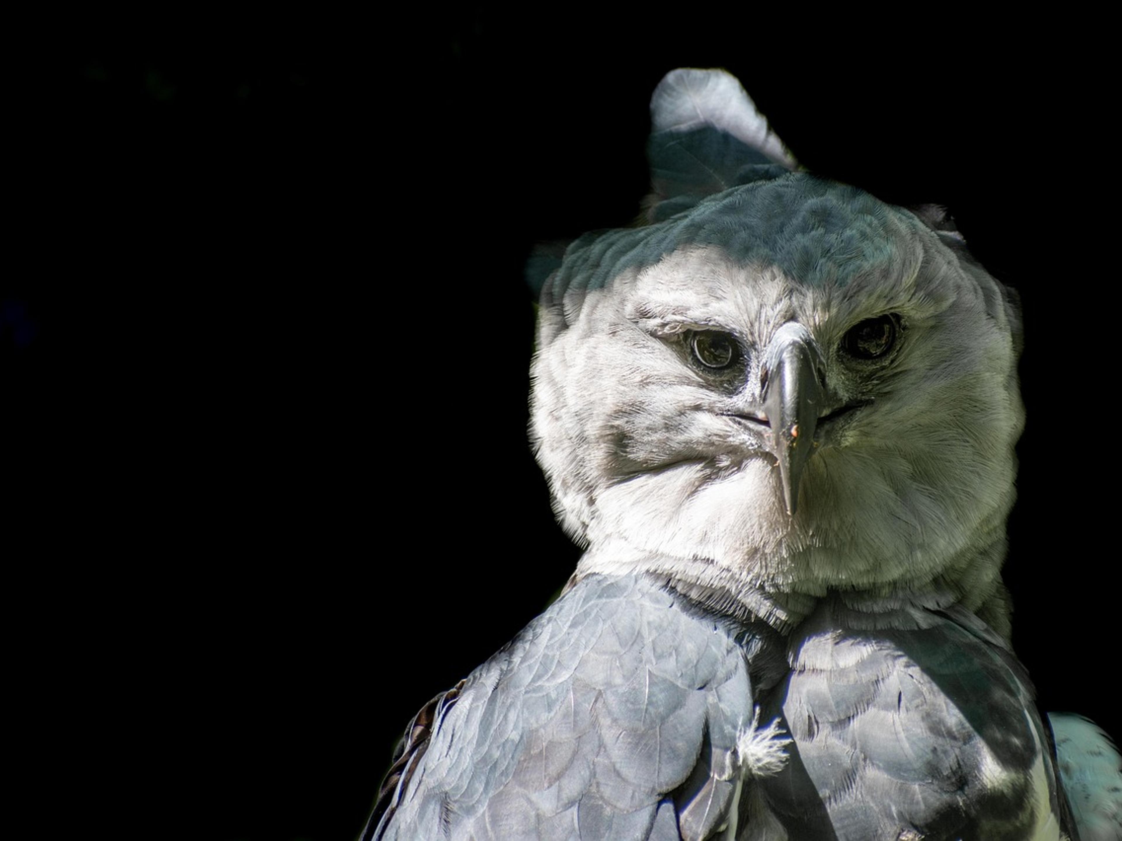 Close-up of a large crested forest eagle with grey and white feathers against a dark background