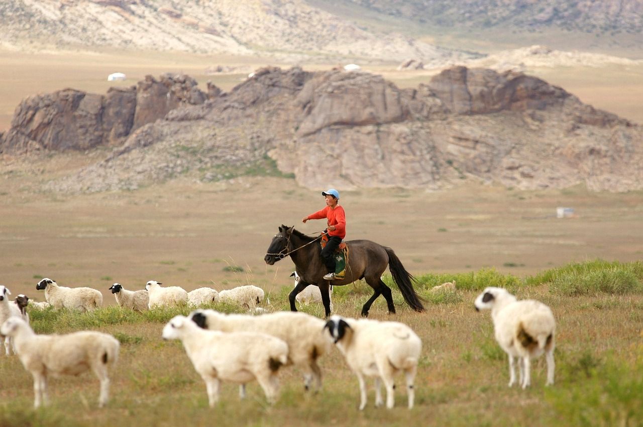 A rider on horseback herding a flock of sheep across open grassland