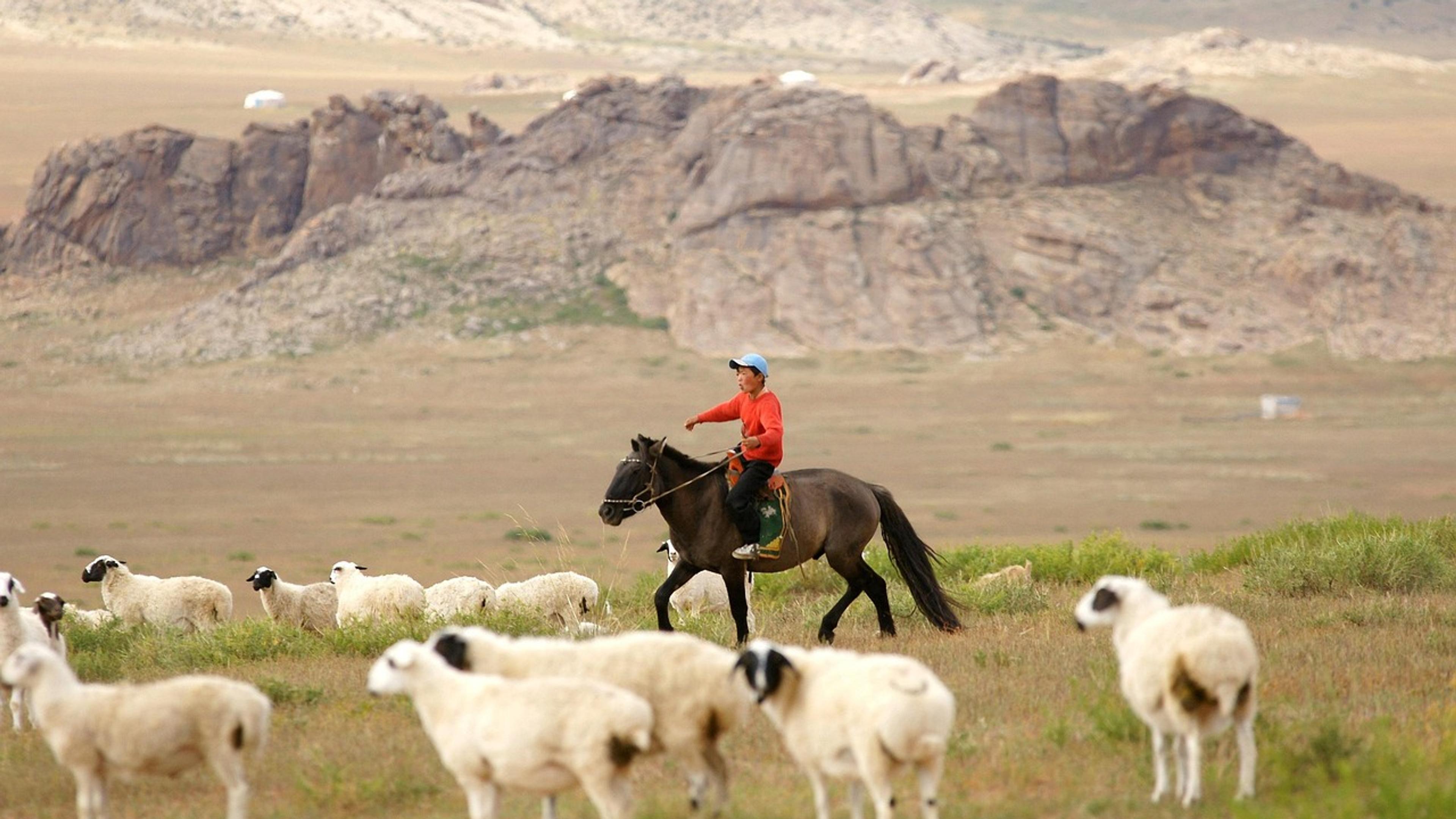 A rider on horseback herding a flock of sheep across open grassland