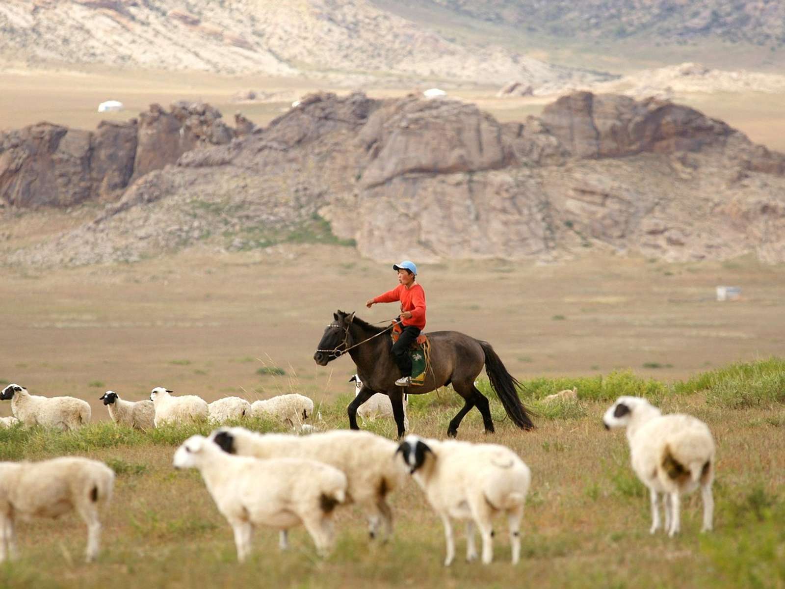 A rider on horseback herding a flock of sheep across open grassland