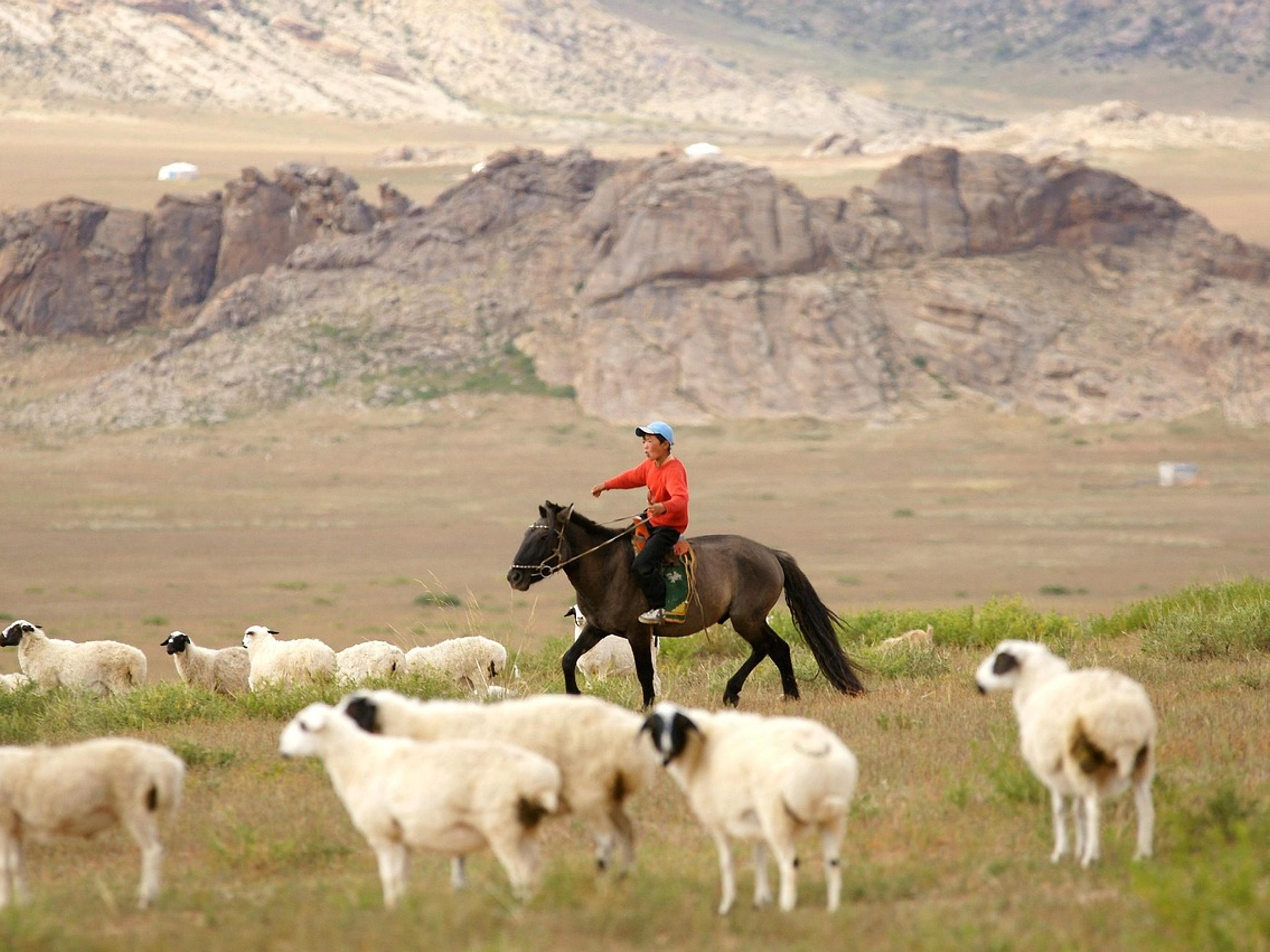 A rider on horseback herding a flock of sheep across open grassland