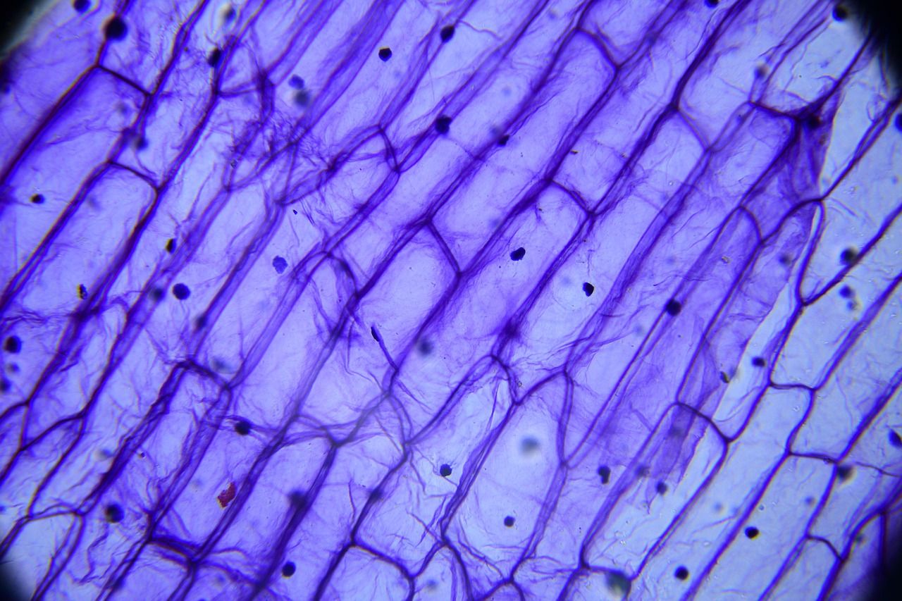 A researcher looking through a microscope