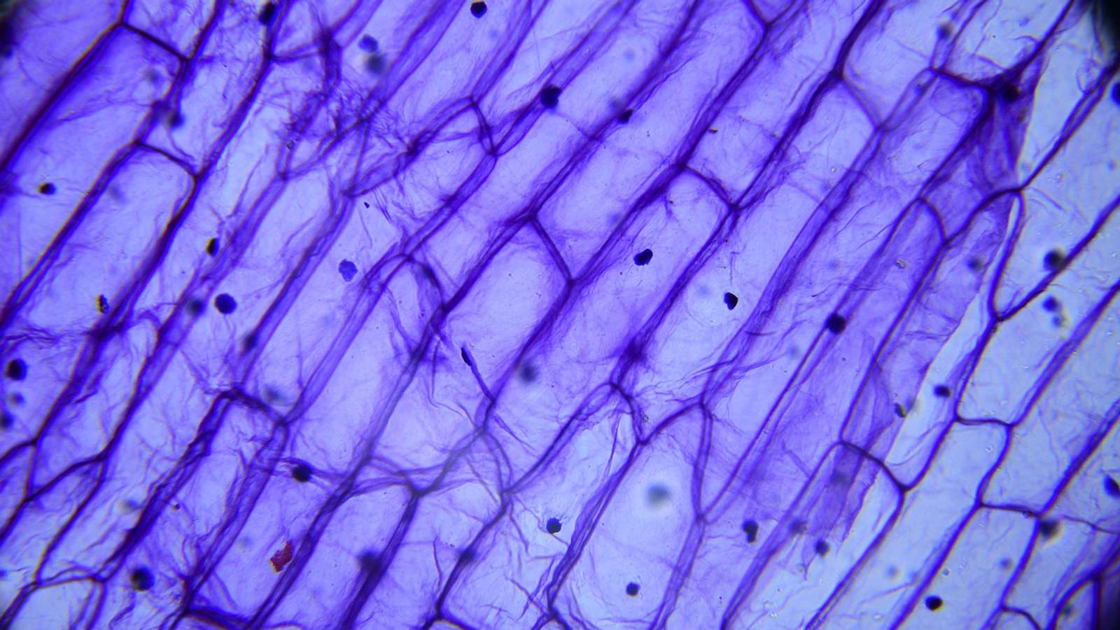 A researcher looking through a microscope