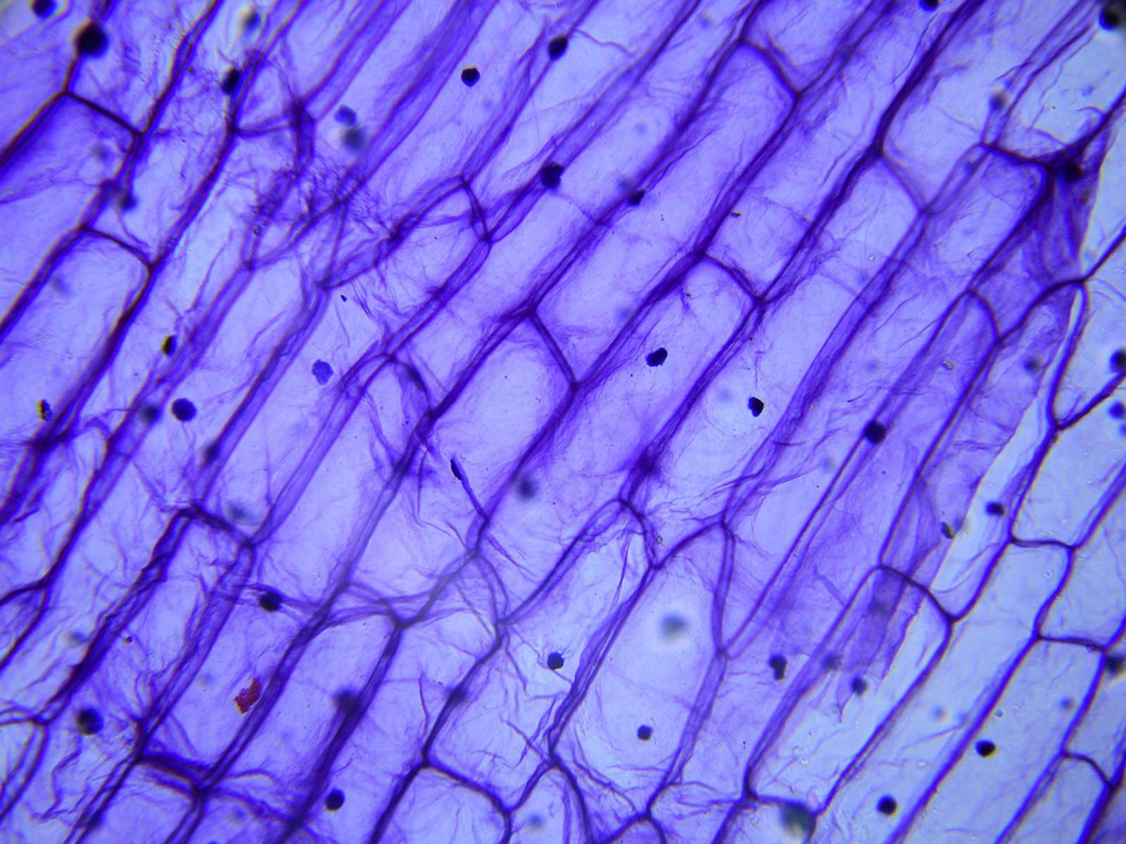 A researcher looking through a microscope
