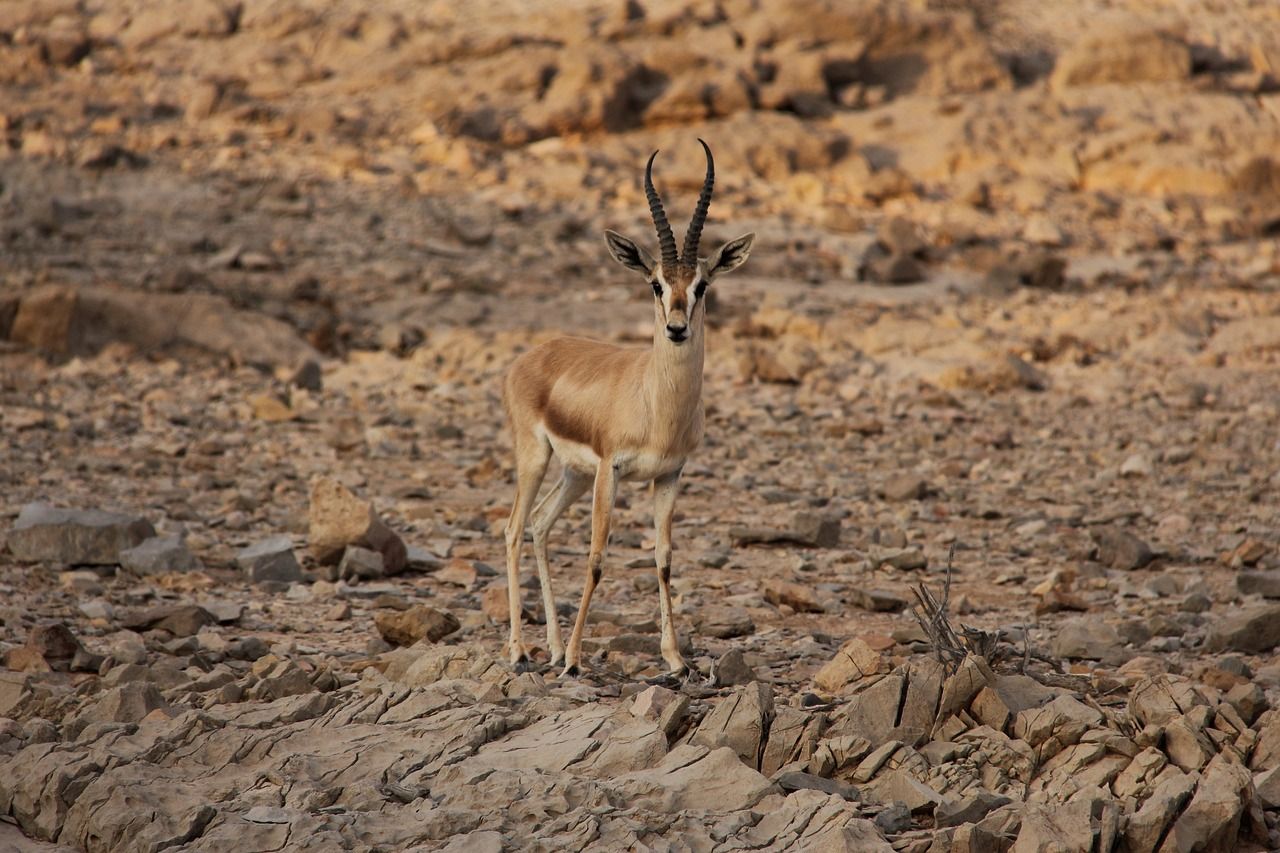 A slender gazelle standing on dry, rocky desert ground