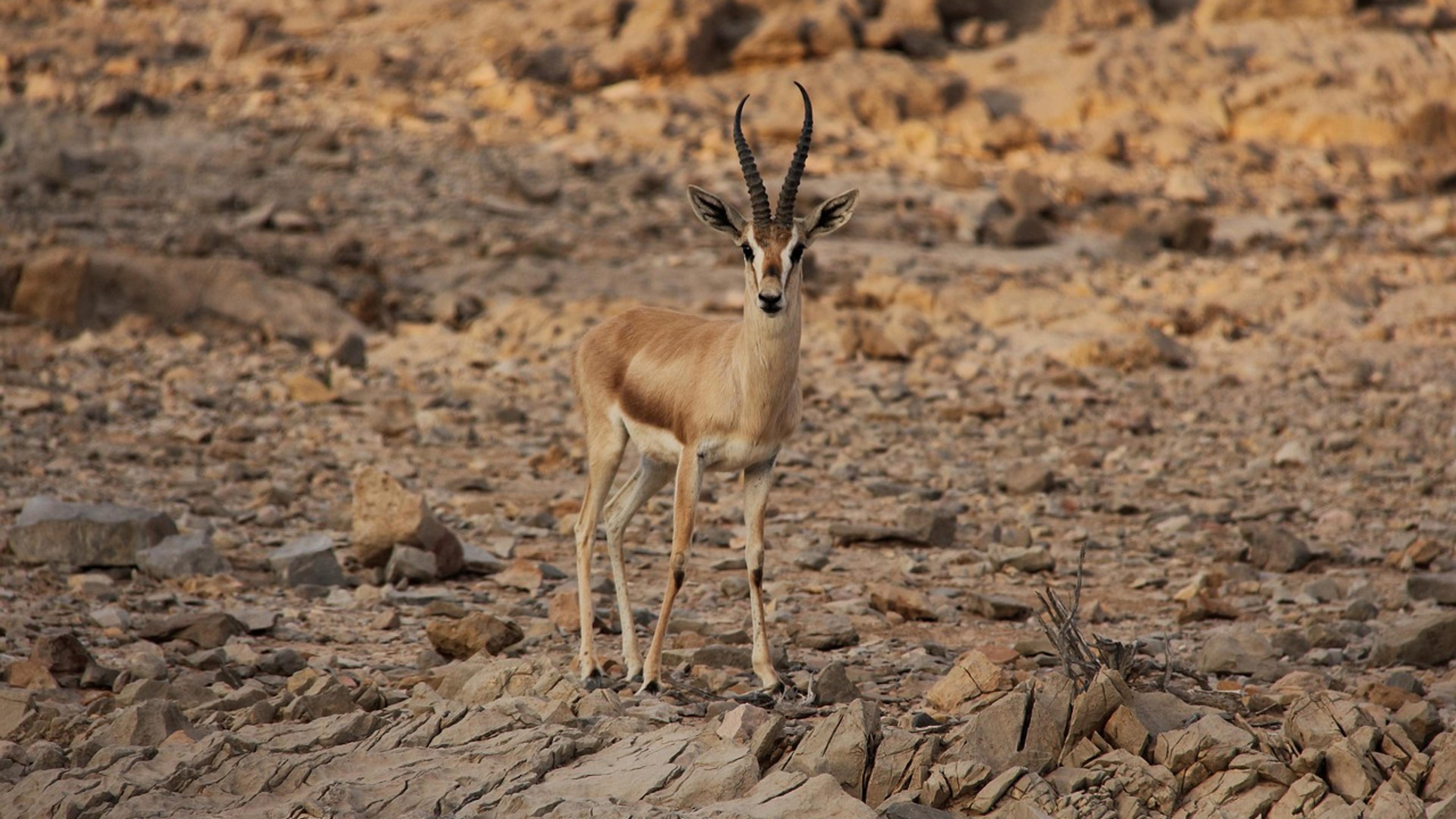 A slender gazelle standing on dry, rocky desert ground