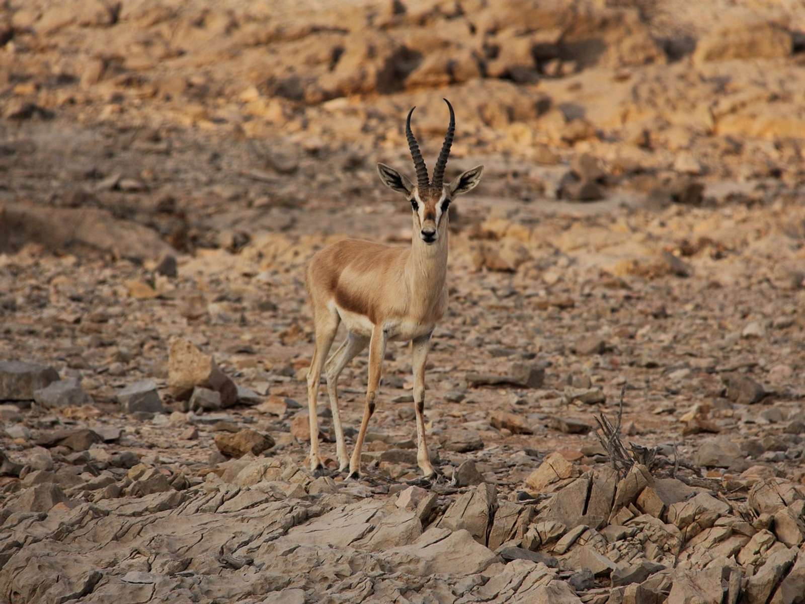 A slender gazelle standing on dry, rocky desert ground