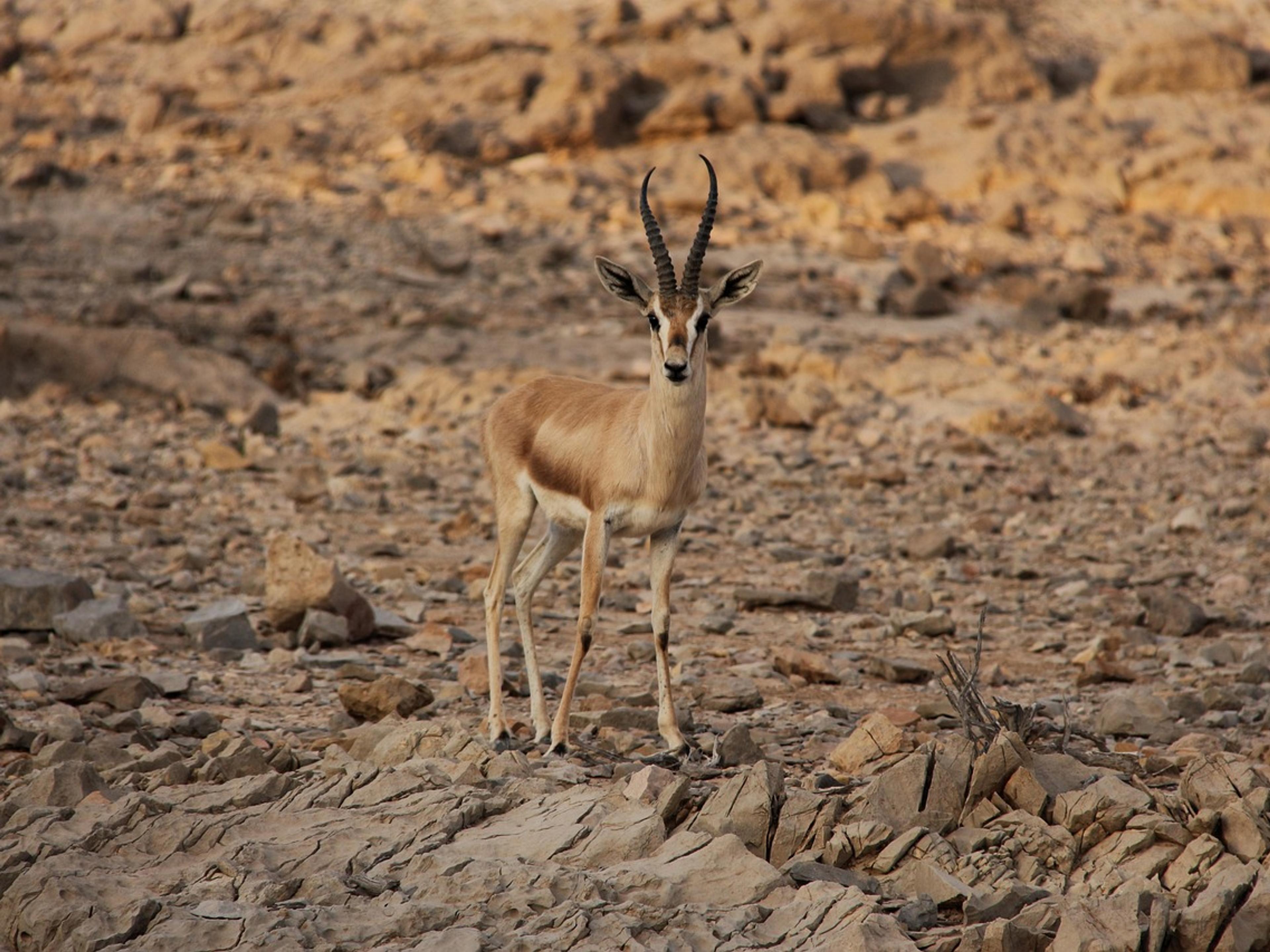 A slender gazelle standing on dry, rocky desert ground
