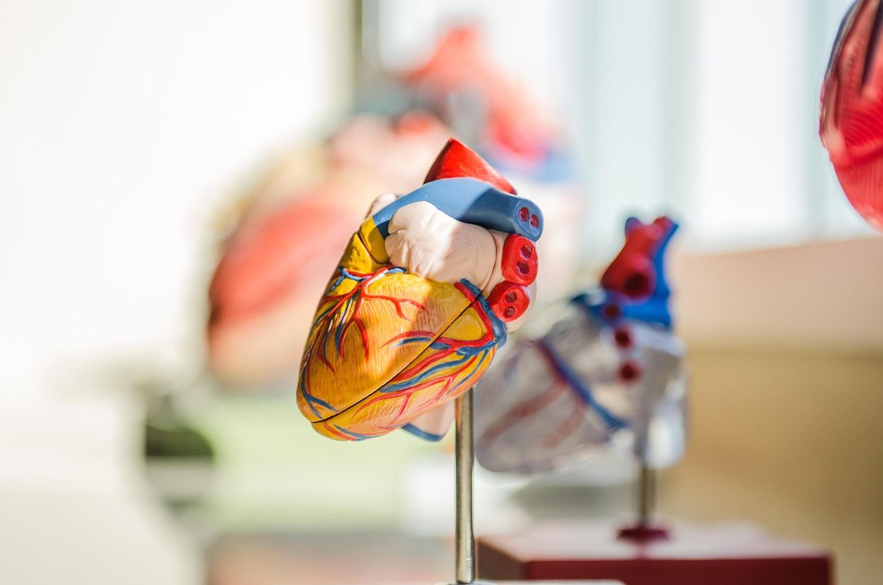 Plastic anatomical models of the human heart on a table
