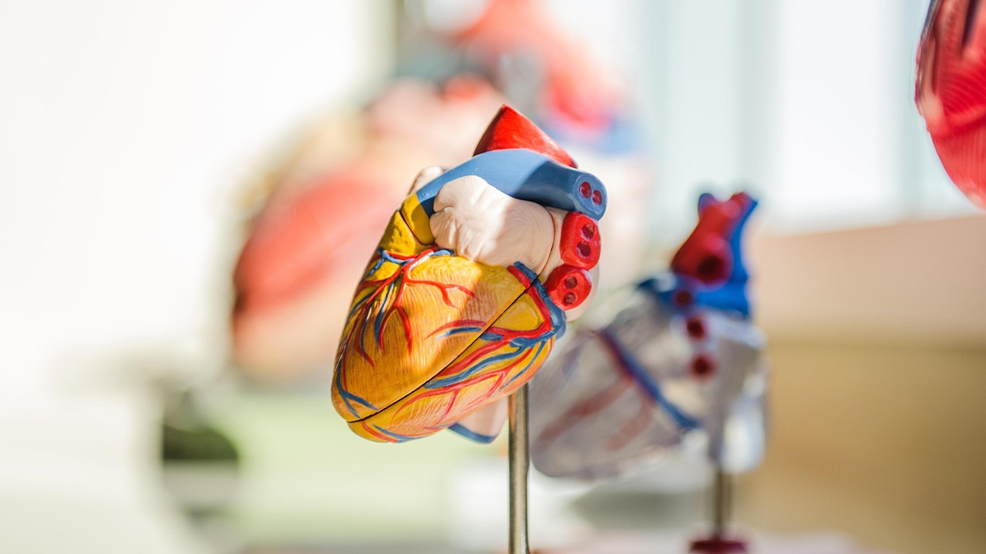 Plastic anatomical models of the human heart on a table
