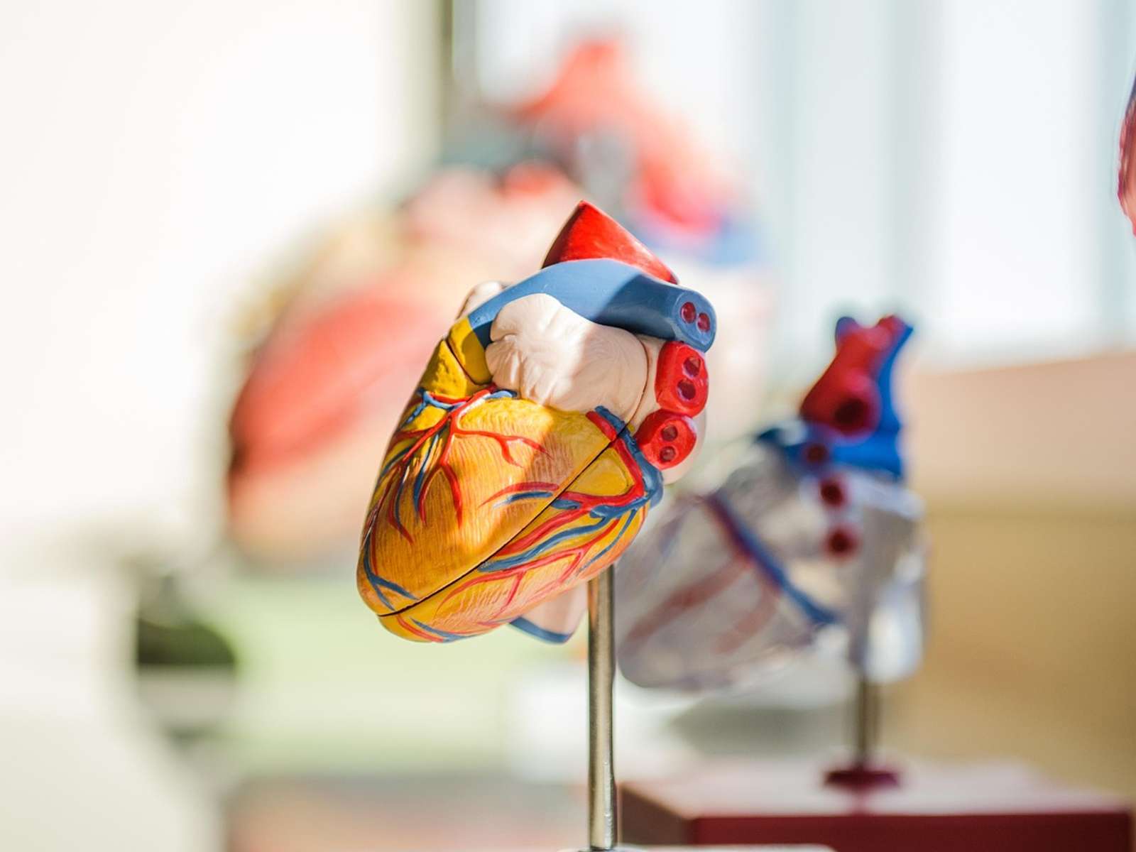 Plastic anatomical models of the human heart on a table