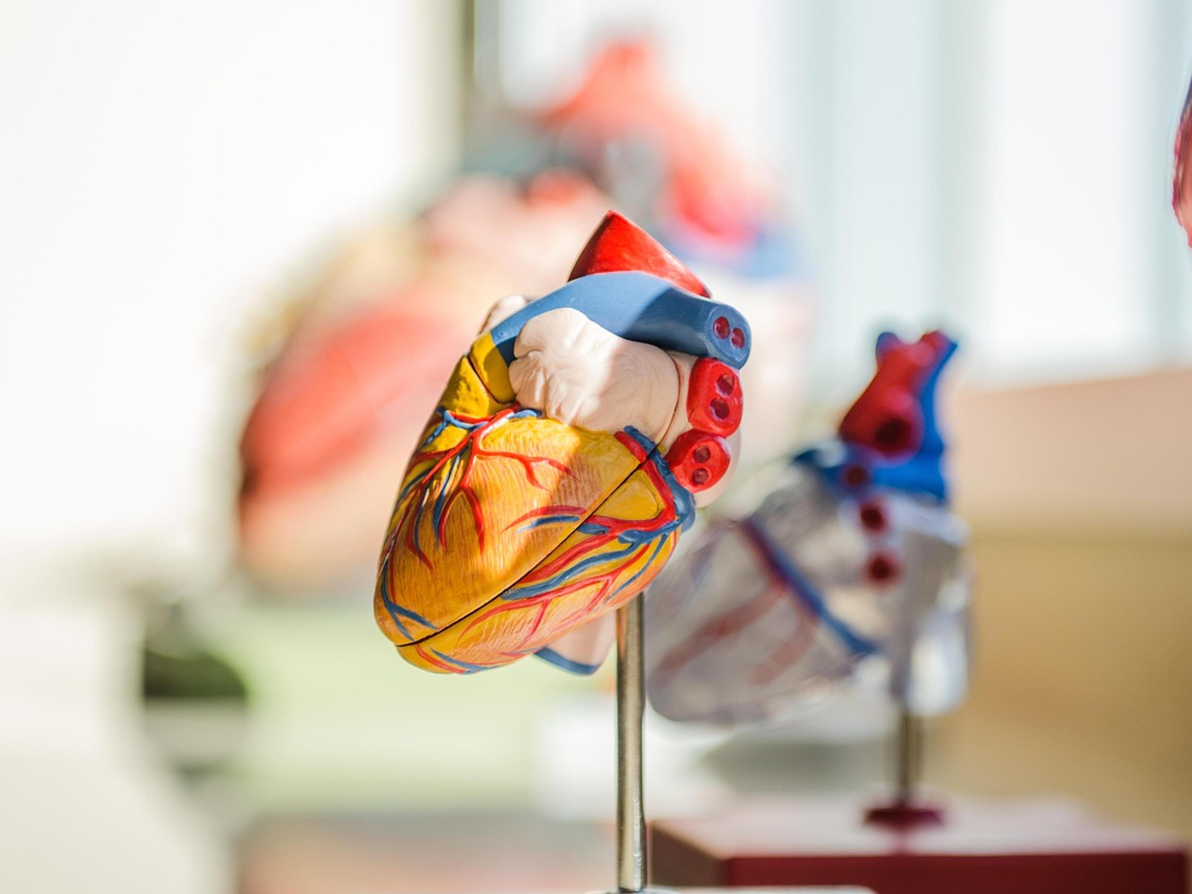 Plastic anatomical models of the human heart on a table