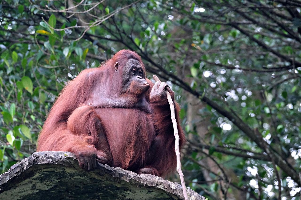Bornean orangutan resting in the rainforest canopy