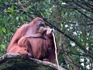 Bornean orangutan resting in the rainforest canopy