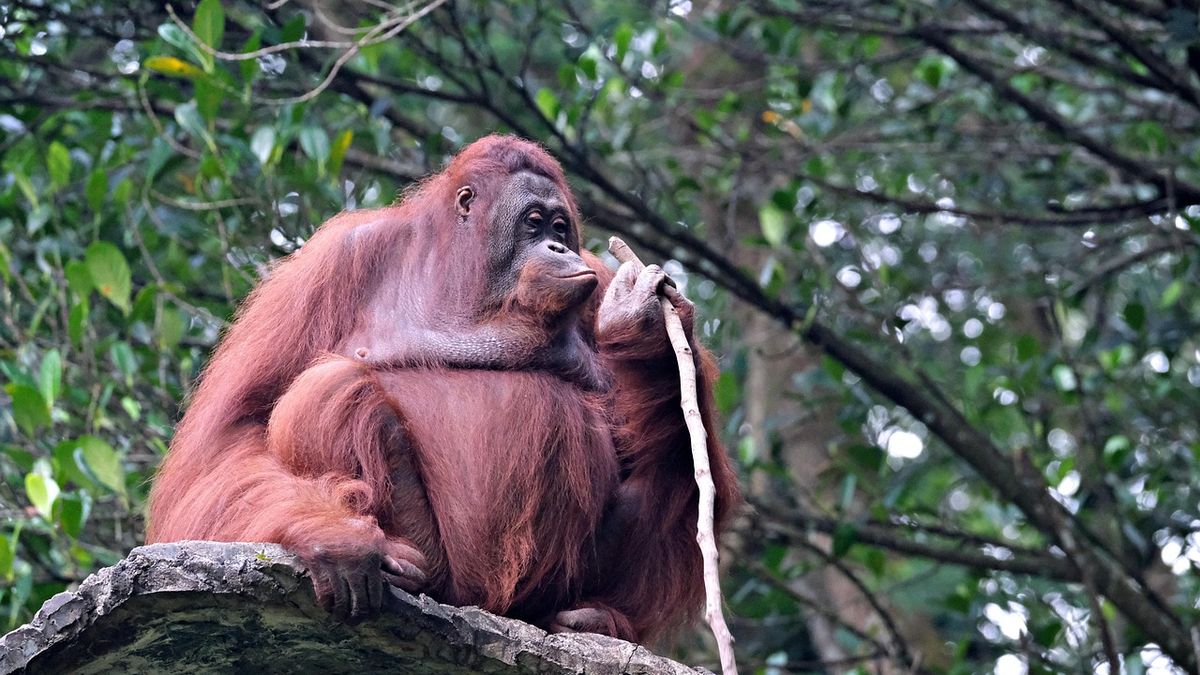 Bornean orangutan resting in the rainforest canopy