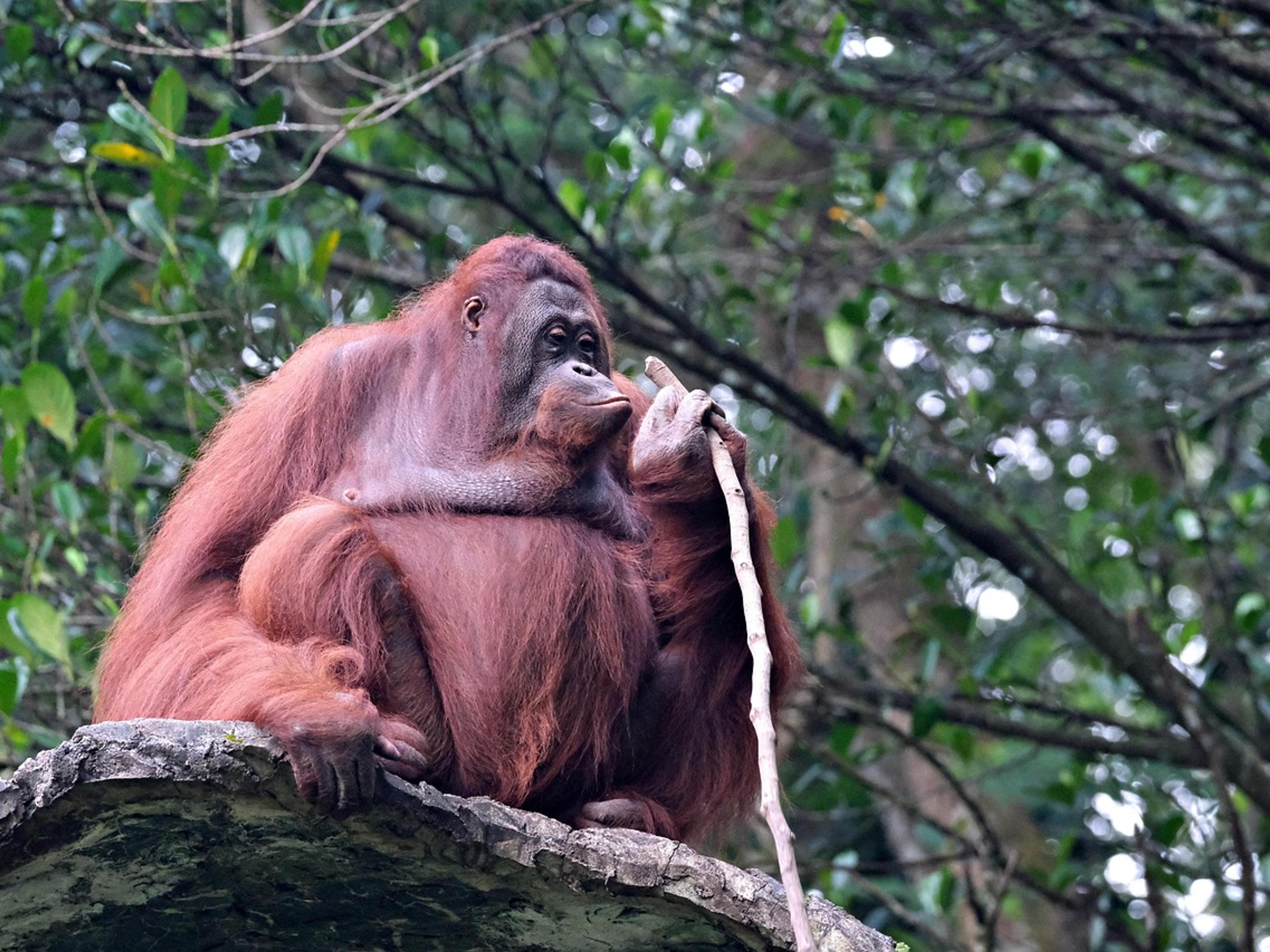 Bornean orangutan resting in the rainforest canopy