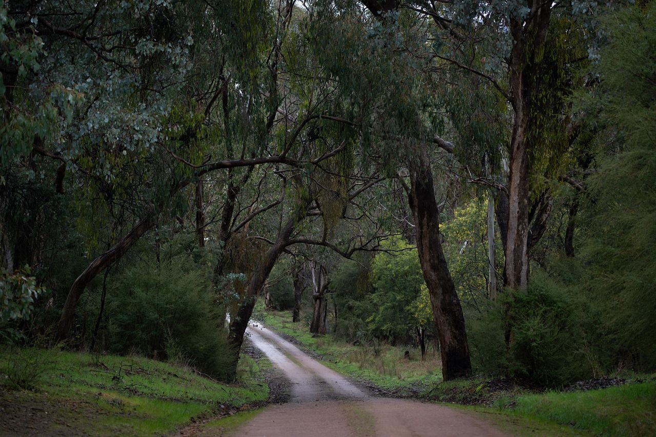 A dirt track winding through tall eucalyptus forest in the Australian bush