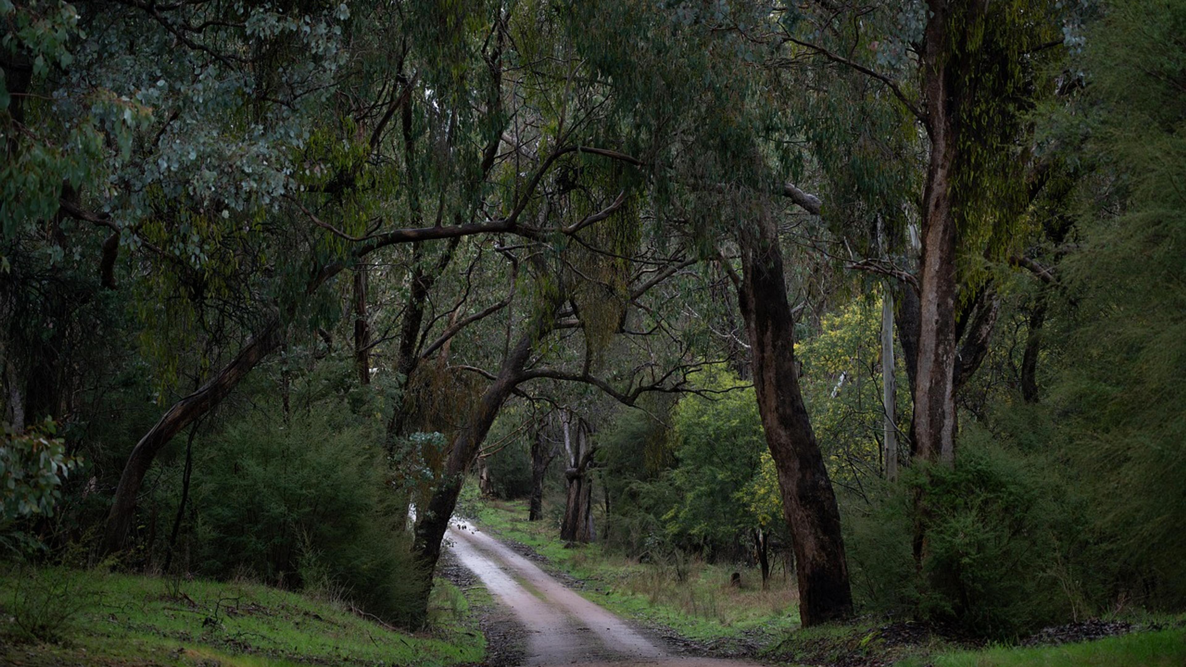 A dirt track winding through tall eucalyptus forest in the Australian bush