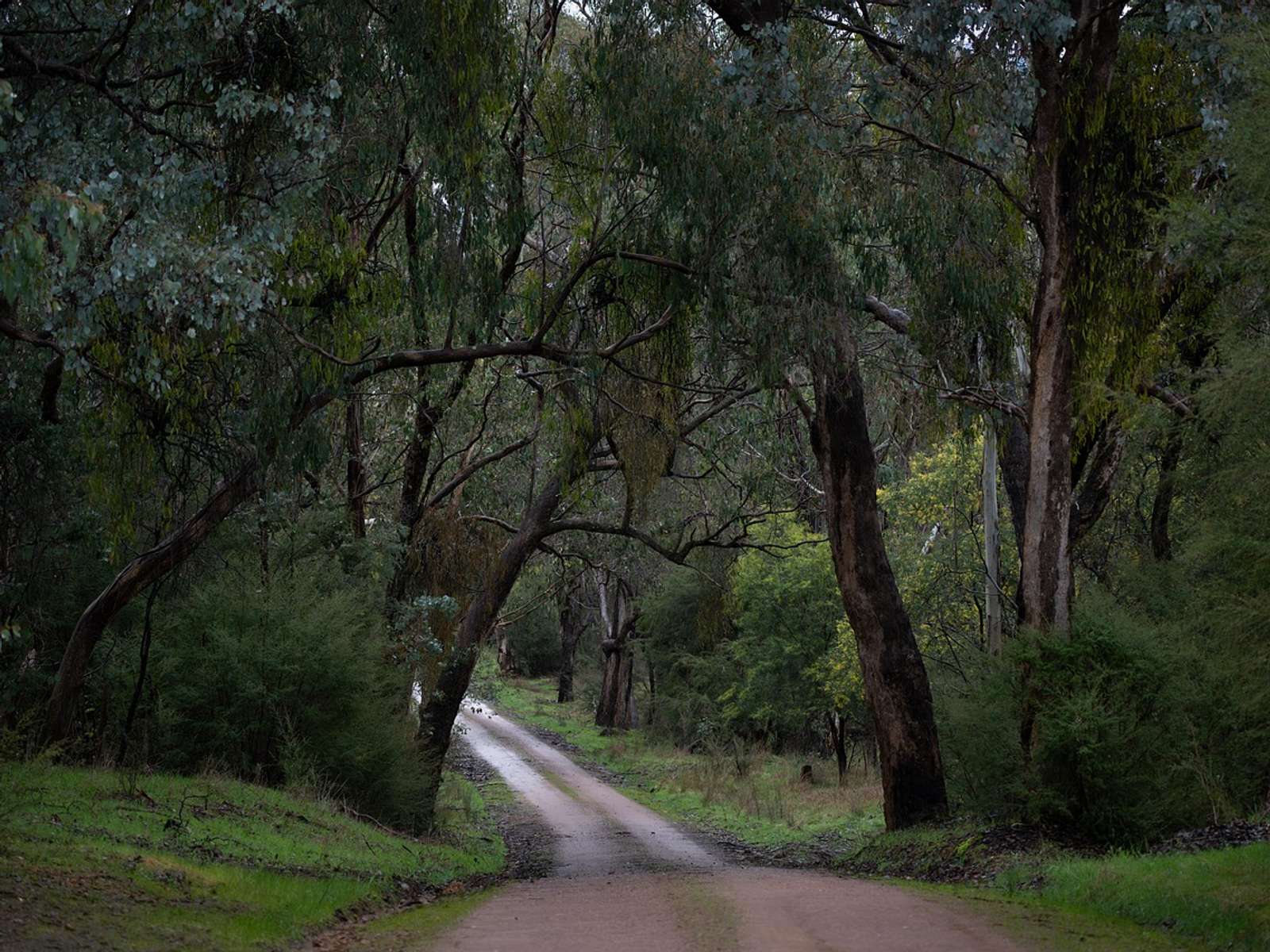 A dirt track winding through tall eucalyptus forest in the Australian bush