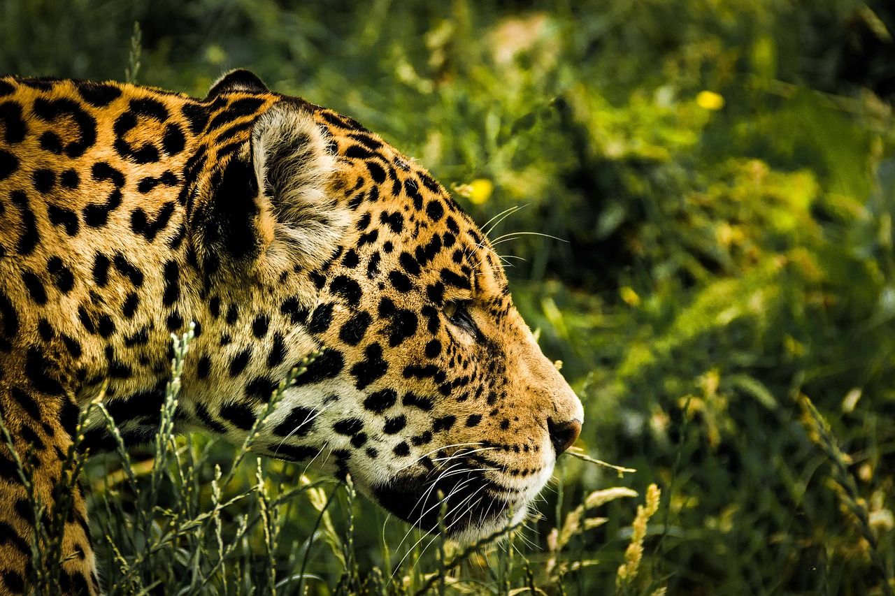 Close-up portrait of a jaguar with golden fur and black rosettes