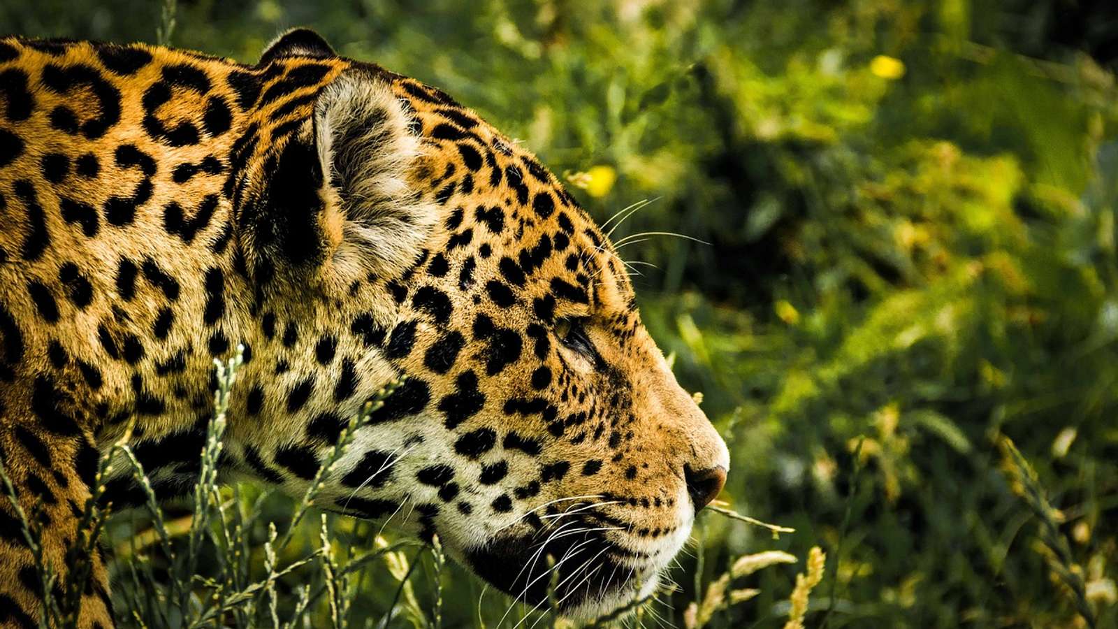 Close-up portrait of a jaguar with golden fur and black rosettes